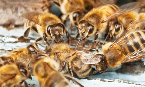 a bunch of honeybees