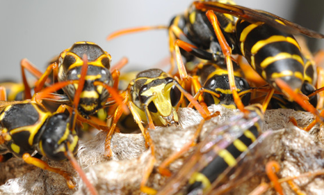 wasp and hornet control