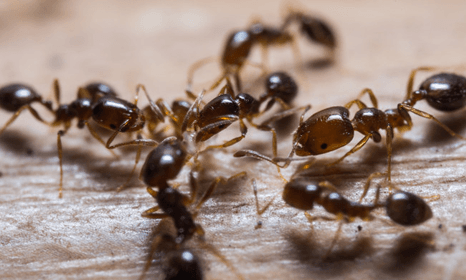 ant control expert services