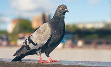 a pigeon on the sealing