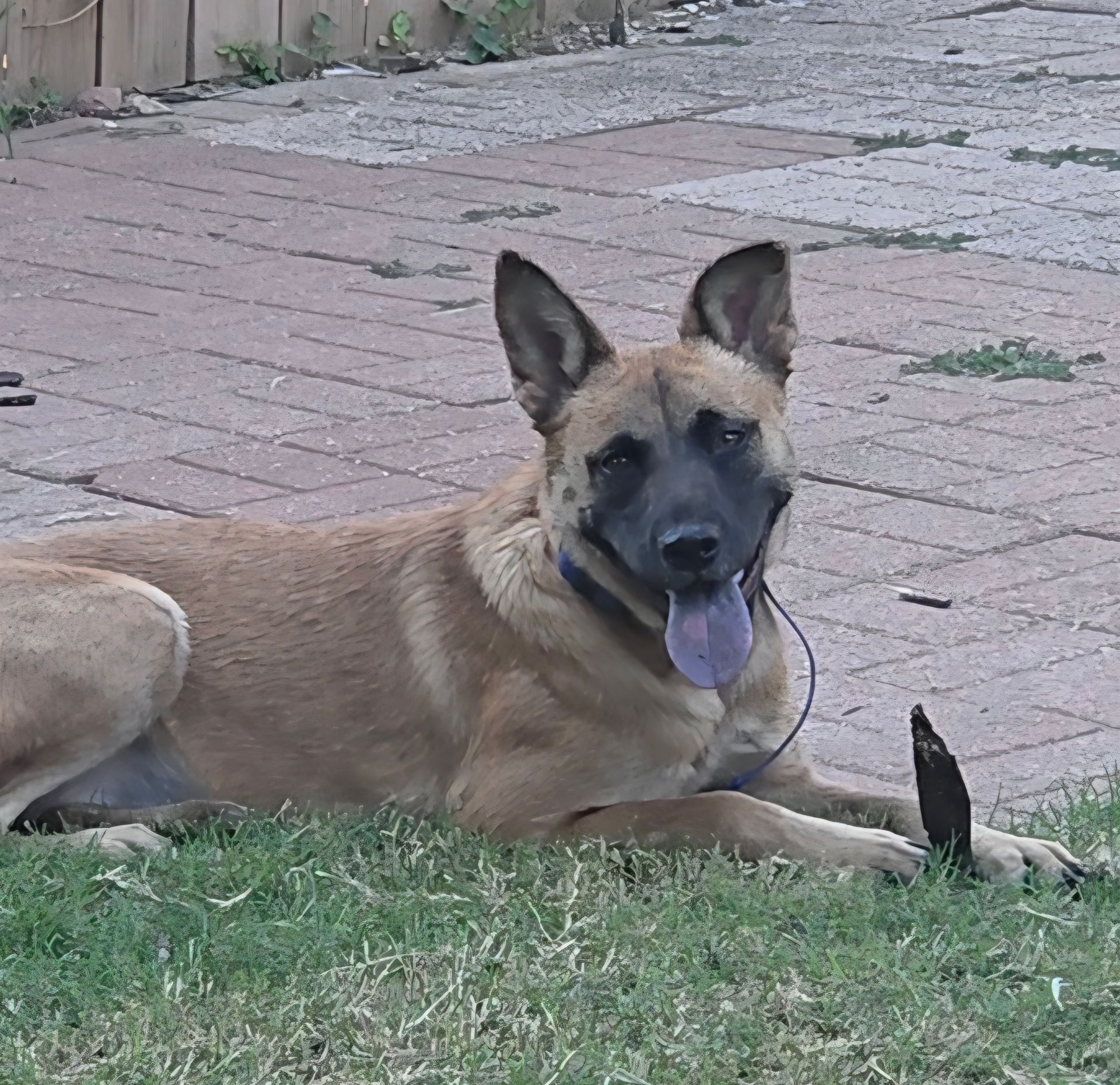 Tan dog with black muzzle lies on grass, tongue out, on a brick patio.