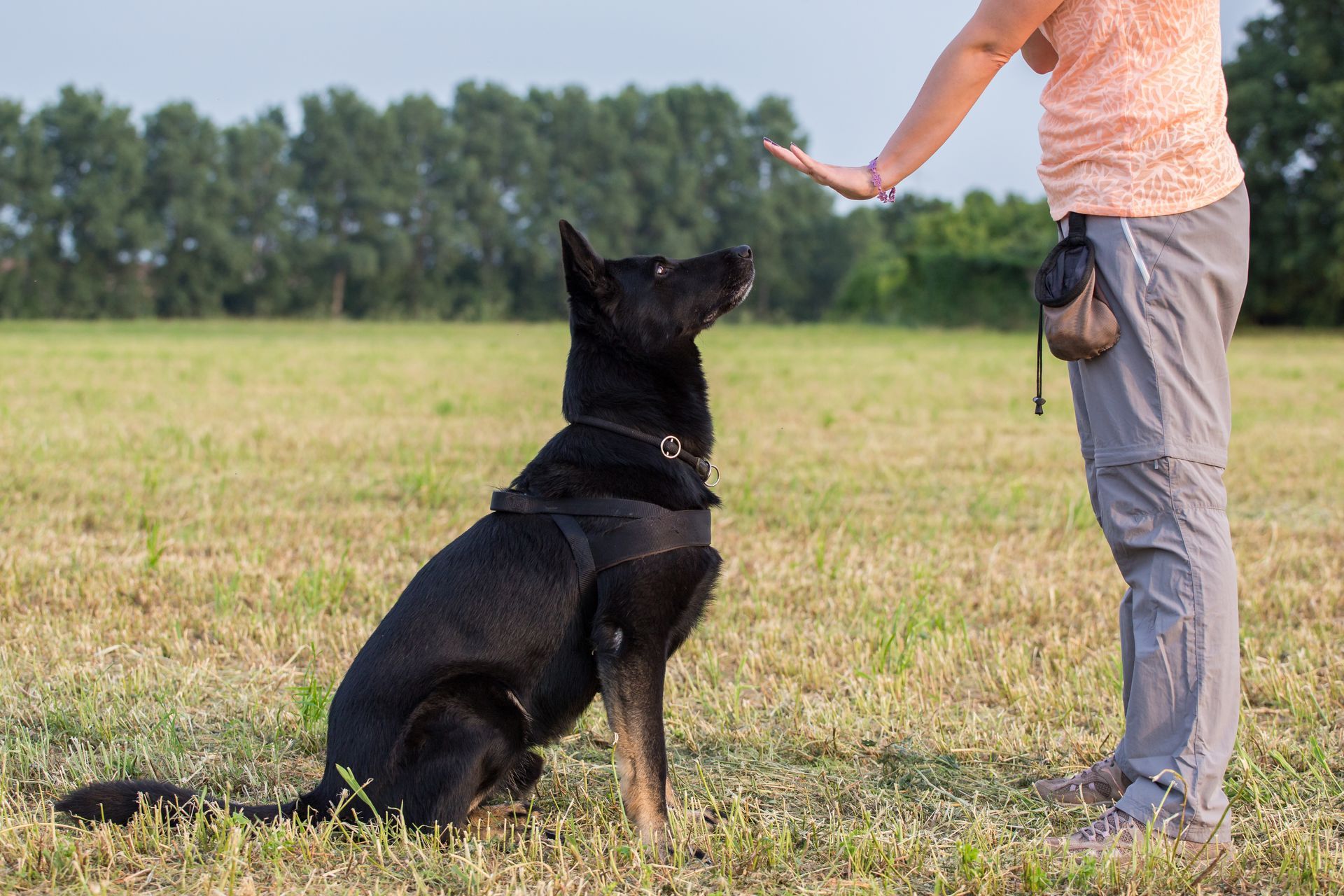 A woman is teaching a dog how to sit in a field.