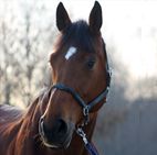 cavallo Arrivato delle paludi