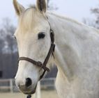 pony Ballyfore Super Sal