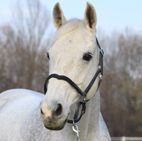 cavallo Bon Ami Van't Prinsenveld