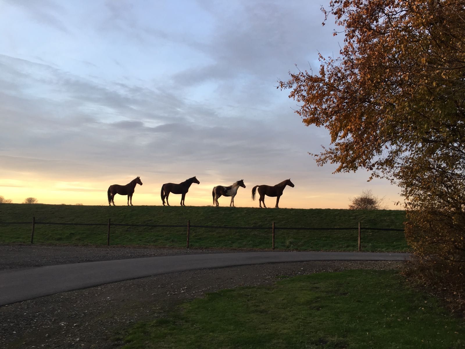 cavallo con sella nera