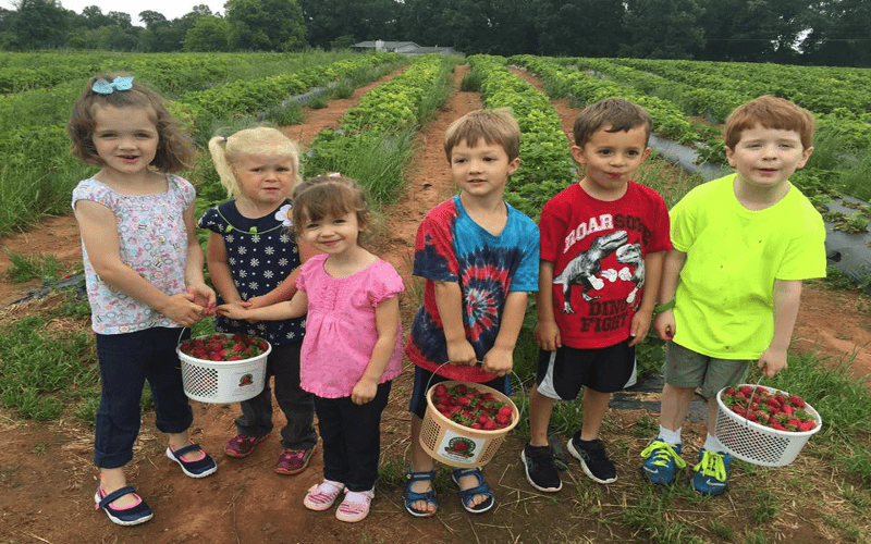 Children's Picking Strawberries  - Cumming, GA - Potts Towing