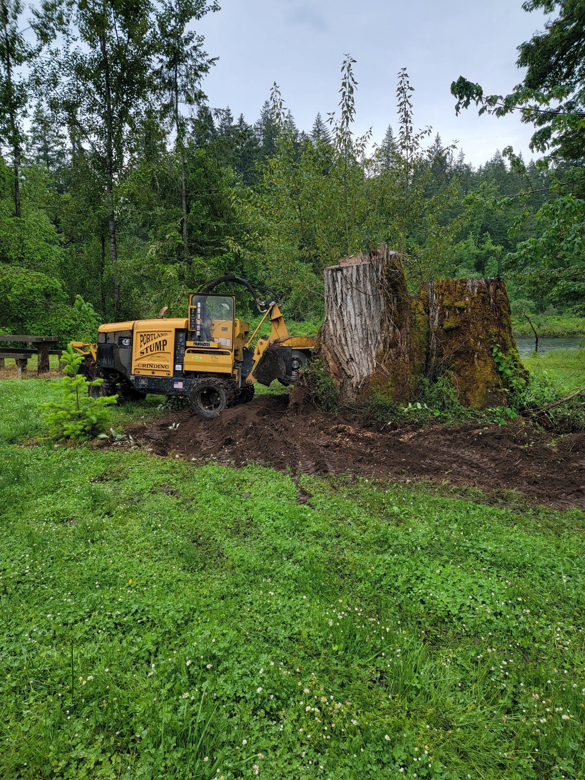 Cedar stump, SE Portland, gate width 36 in