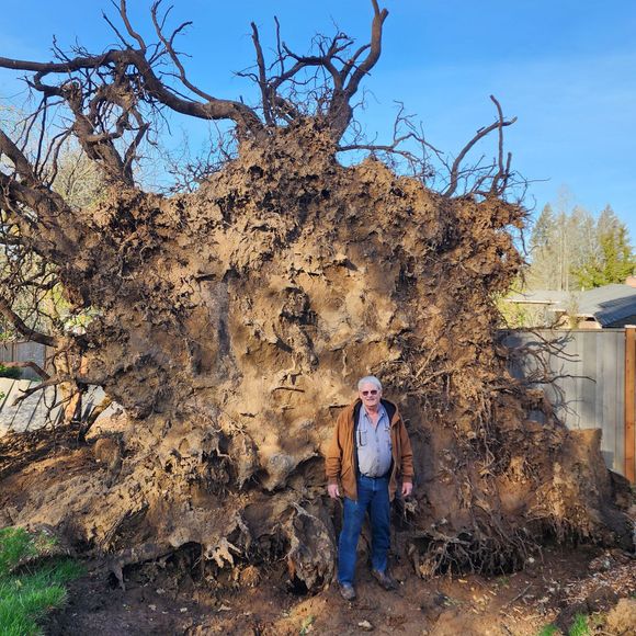 Best Stump Grinding in Portland