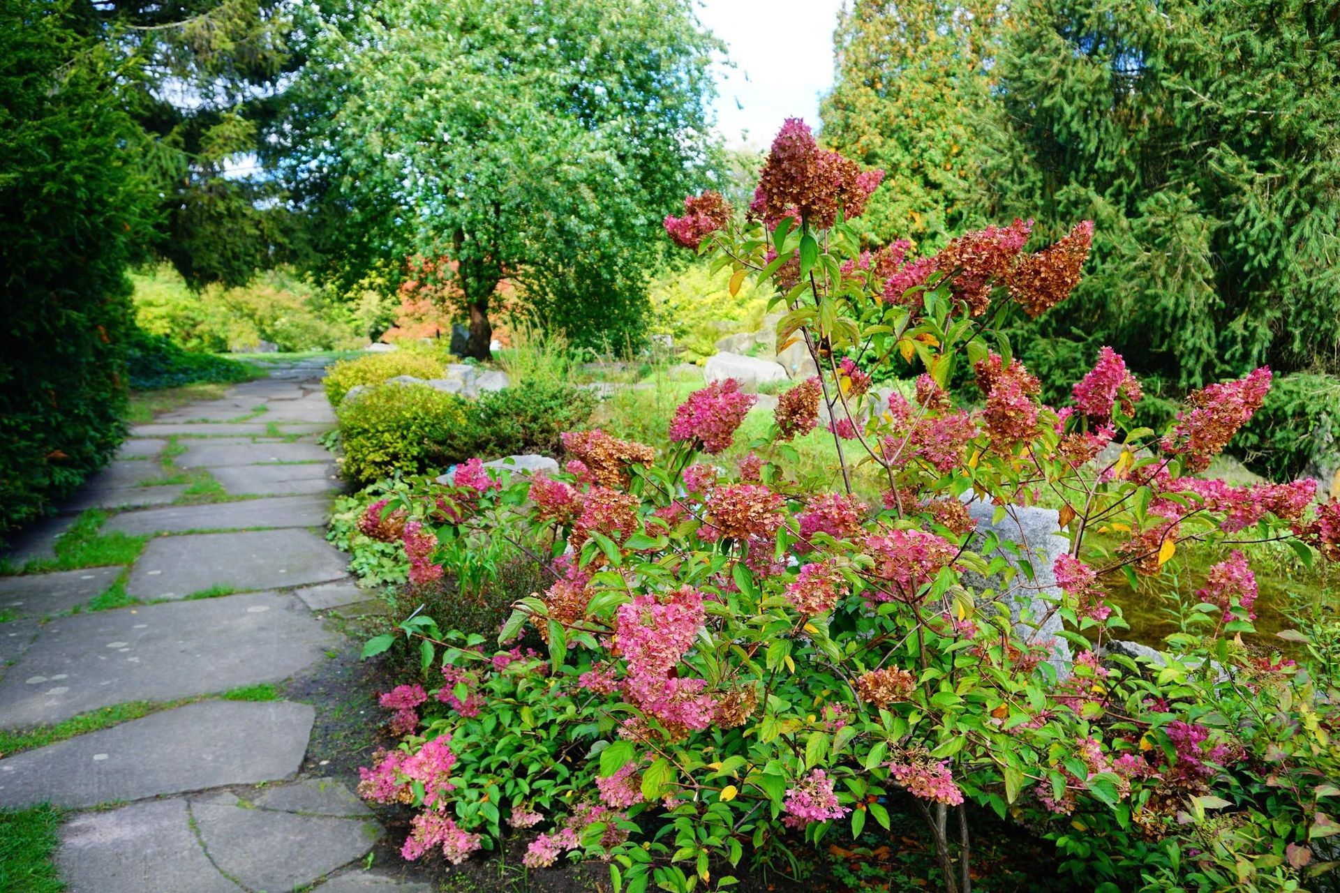 Stone path winds through a garden of shrubs and trees with red and green foliage.