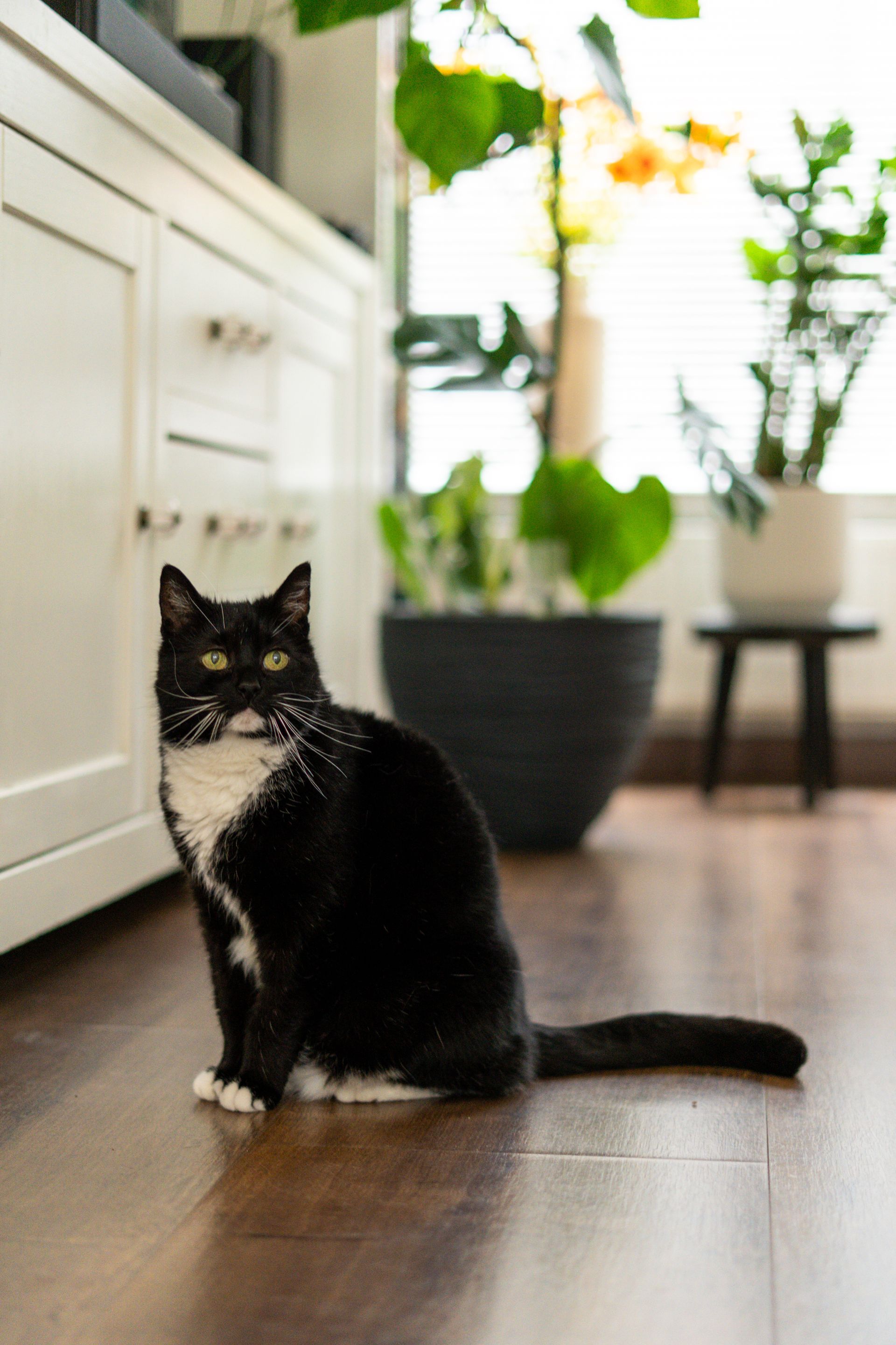 Black-and-white cat sitting on a wooden floor beside a white cabinet in a bright room.