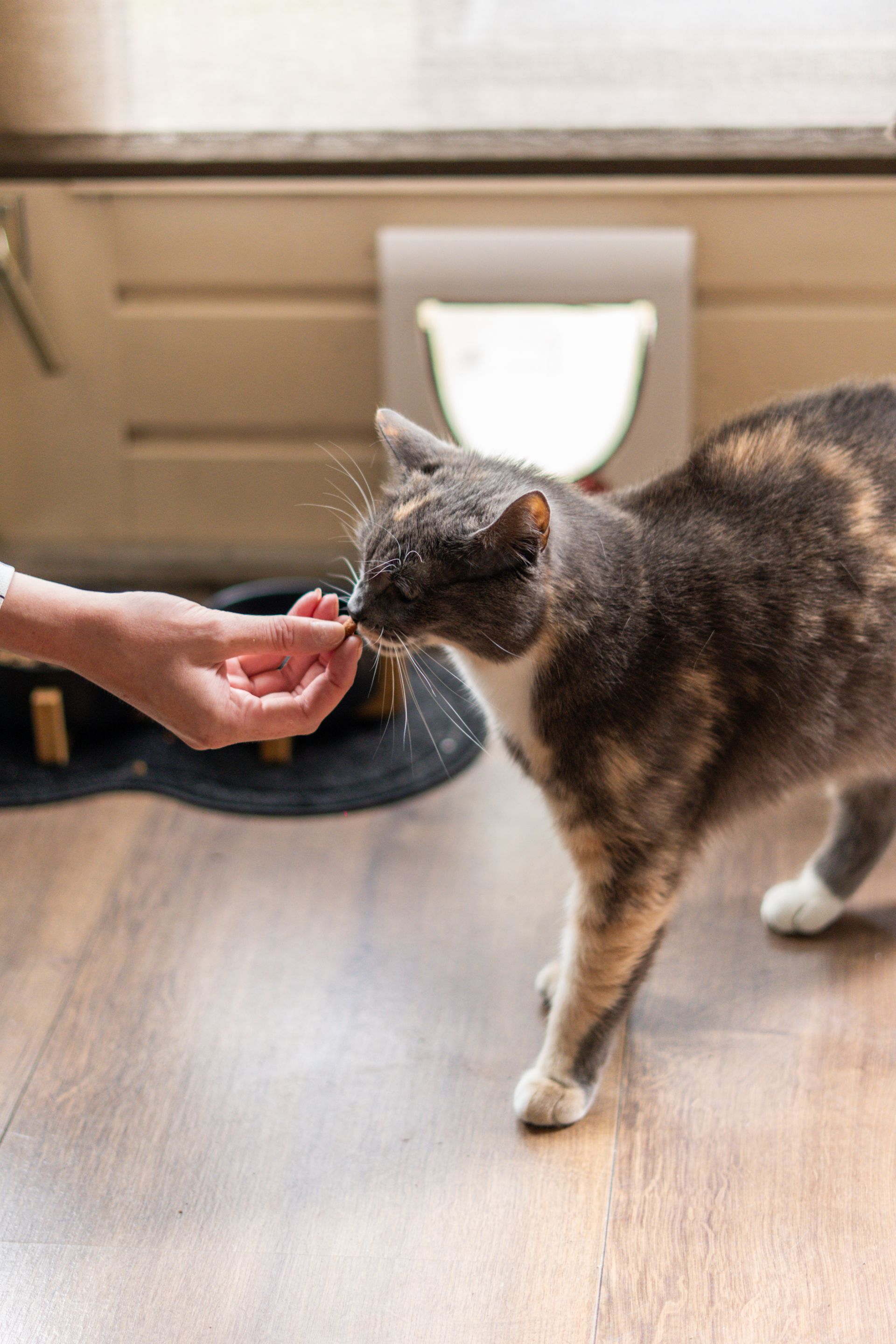 Person feeding a calico cat in a kitchen near a pet bowl and litter box