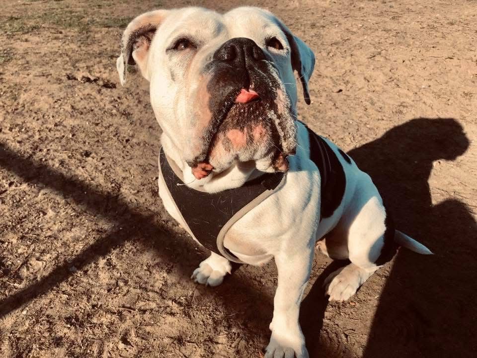 White bulldog sitting on dirt in sunlight, looking up with a dark shadow beside it