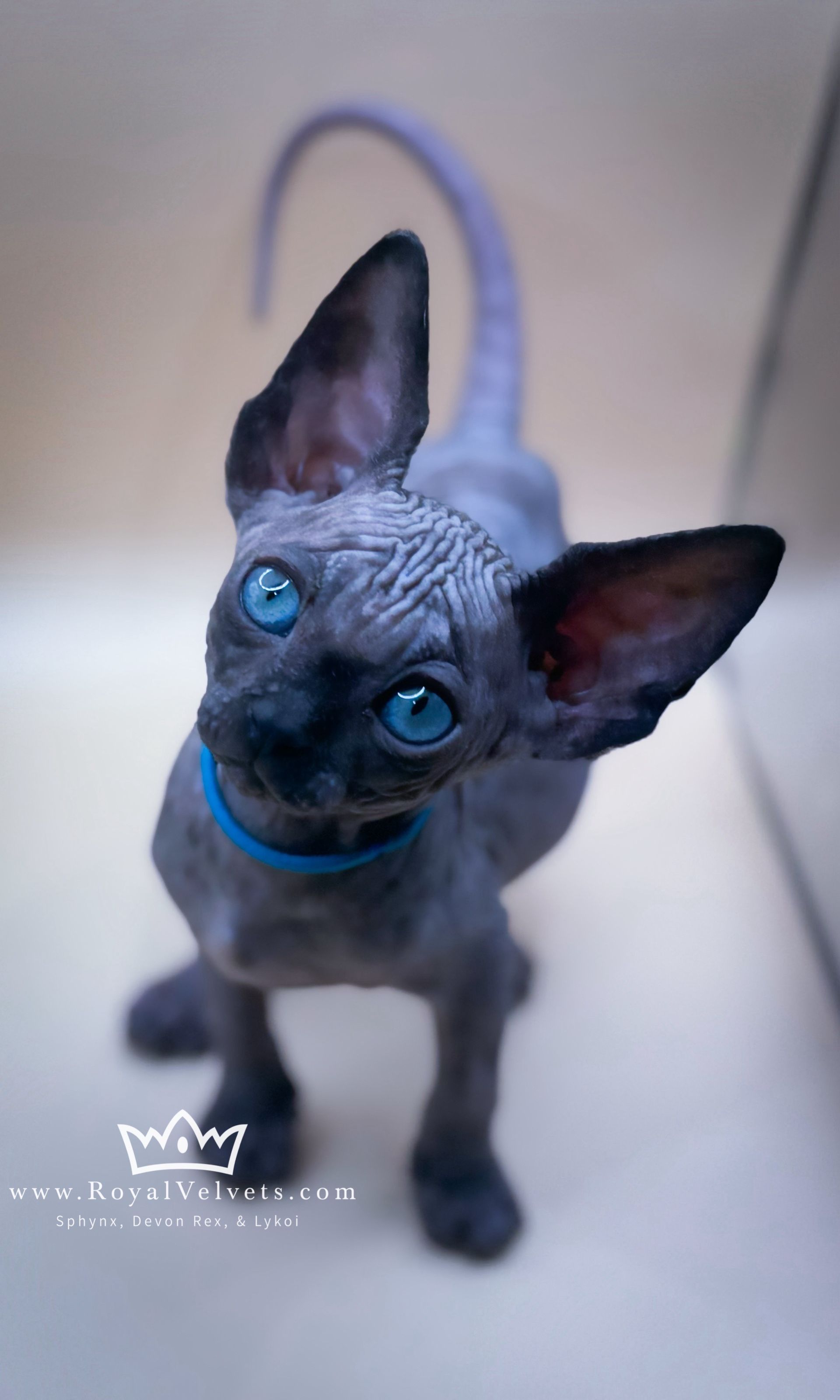 A hairless cat with blue eyes and a blue collar