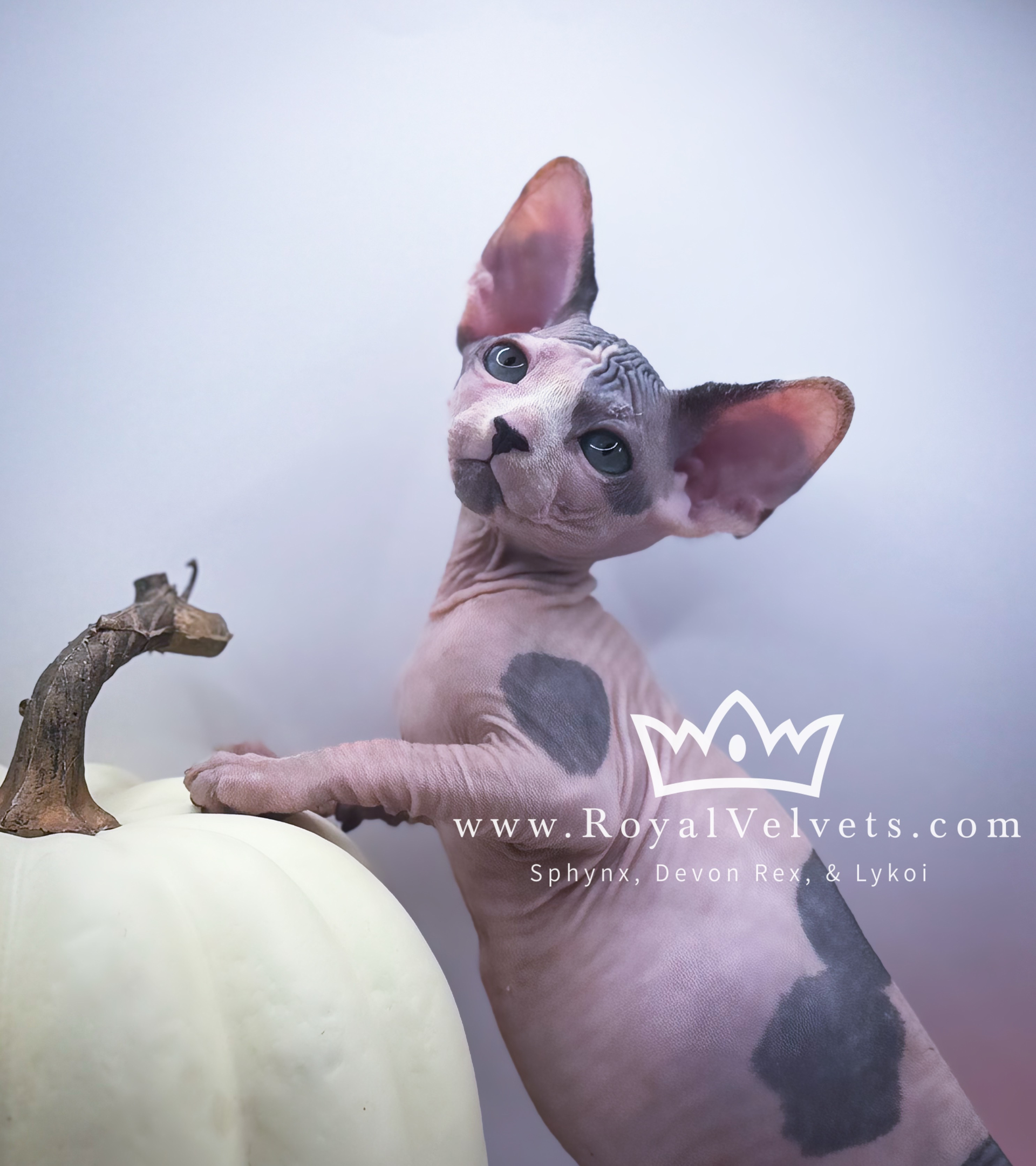 A hairless cat standing on top of a white pumpkin