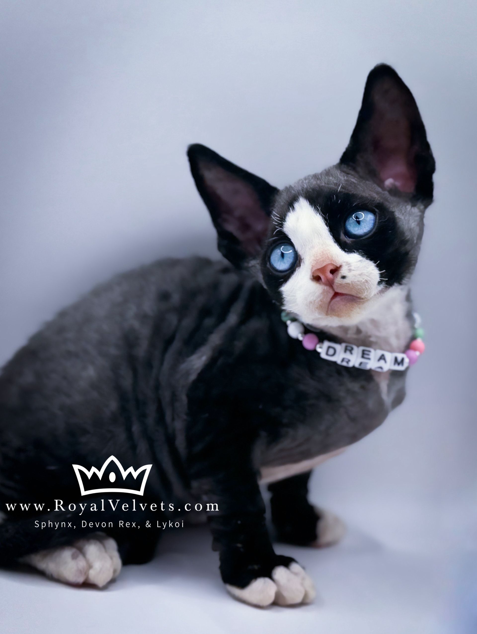 A black and white cat wearing a necklace that says dream