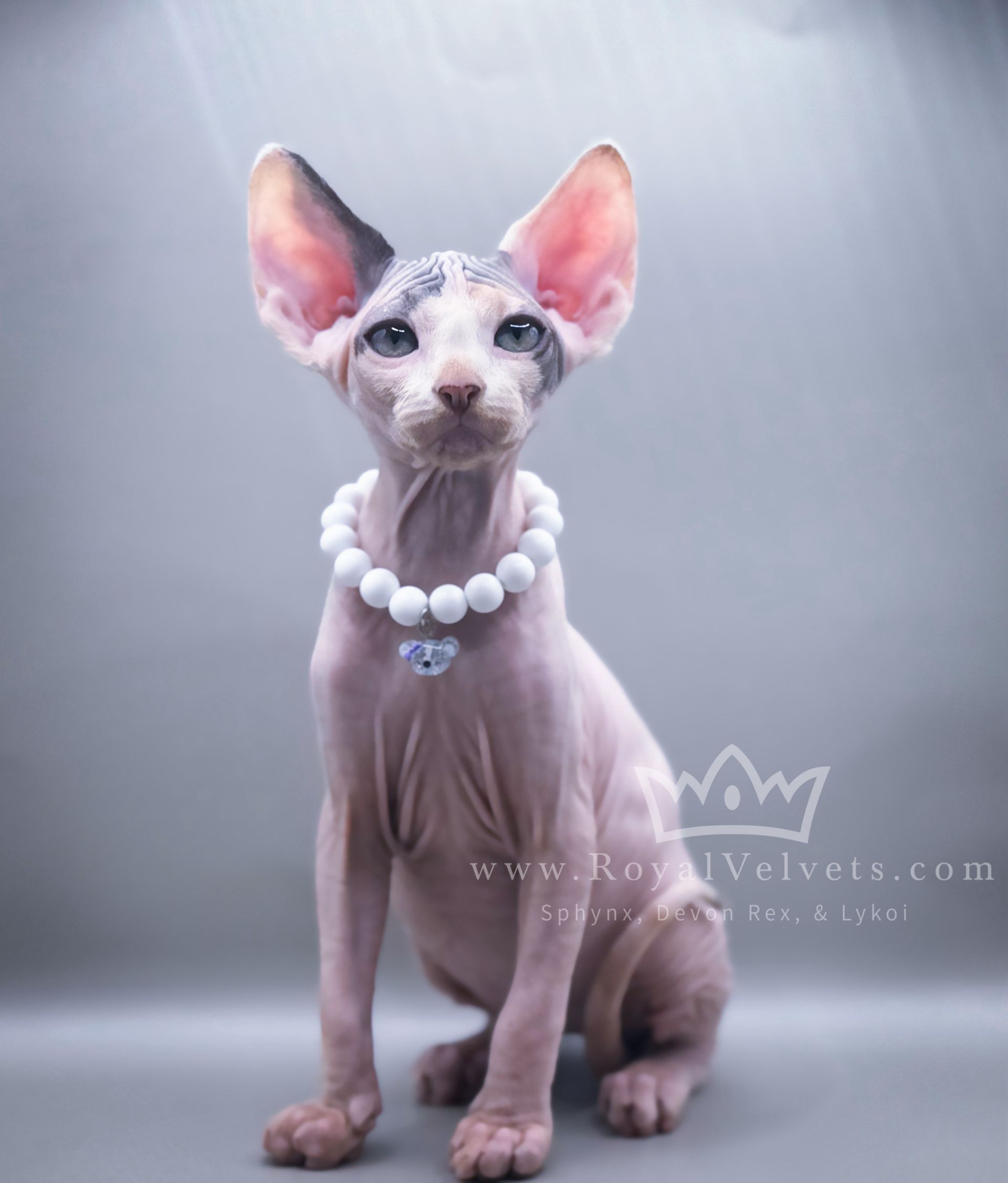 A hairless cat wearing a white pearl necklace