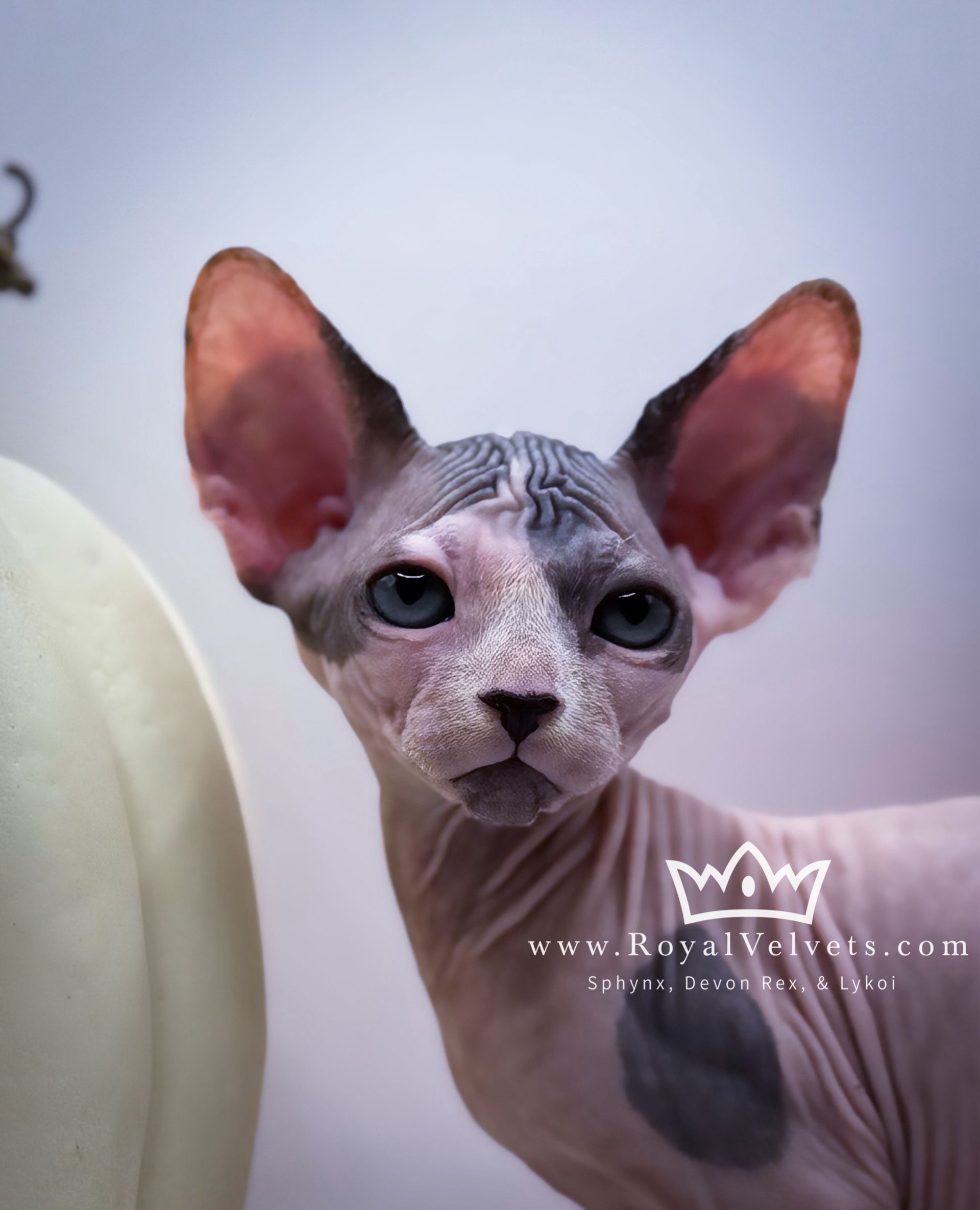 A hairless cat with a crown on its ear