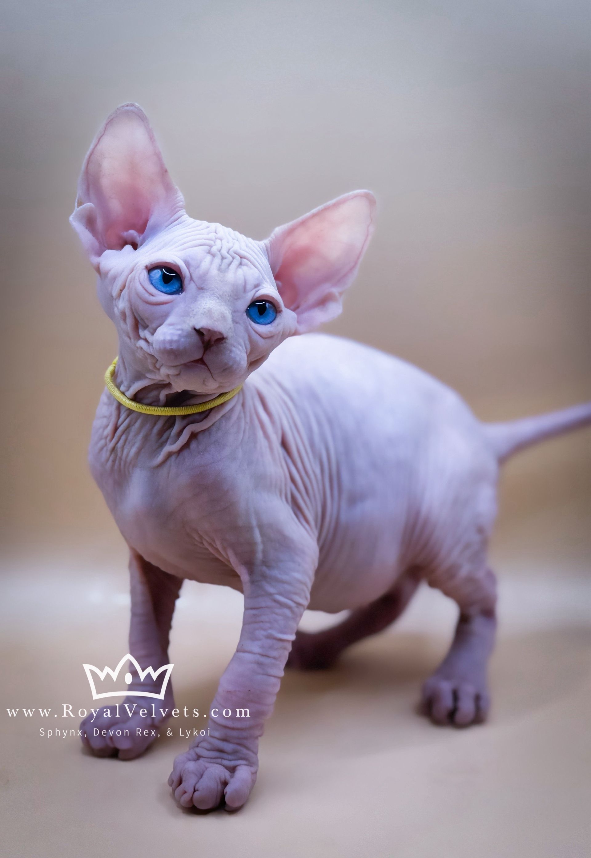 A hairless cat with blue eyes and a yellow collar