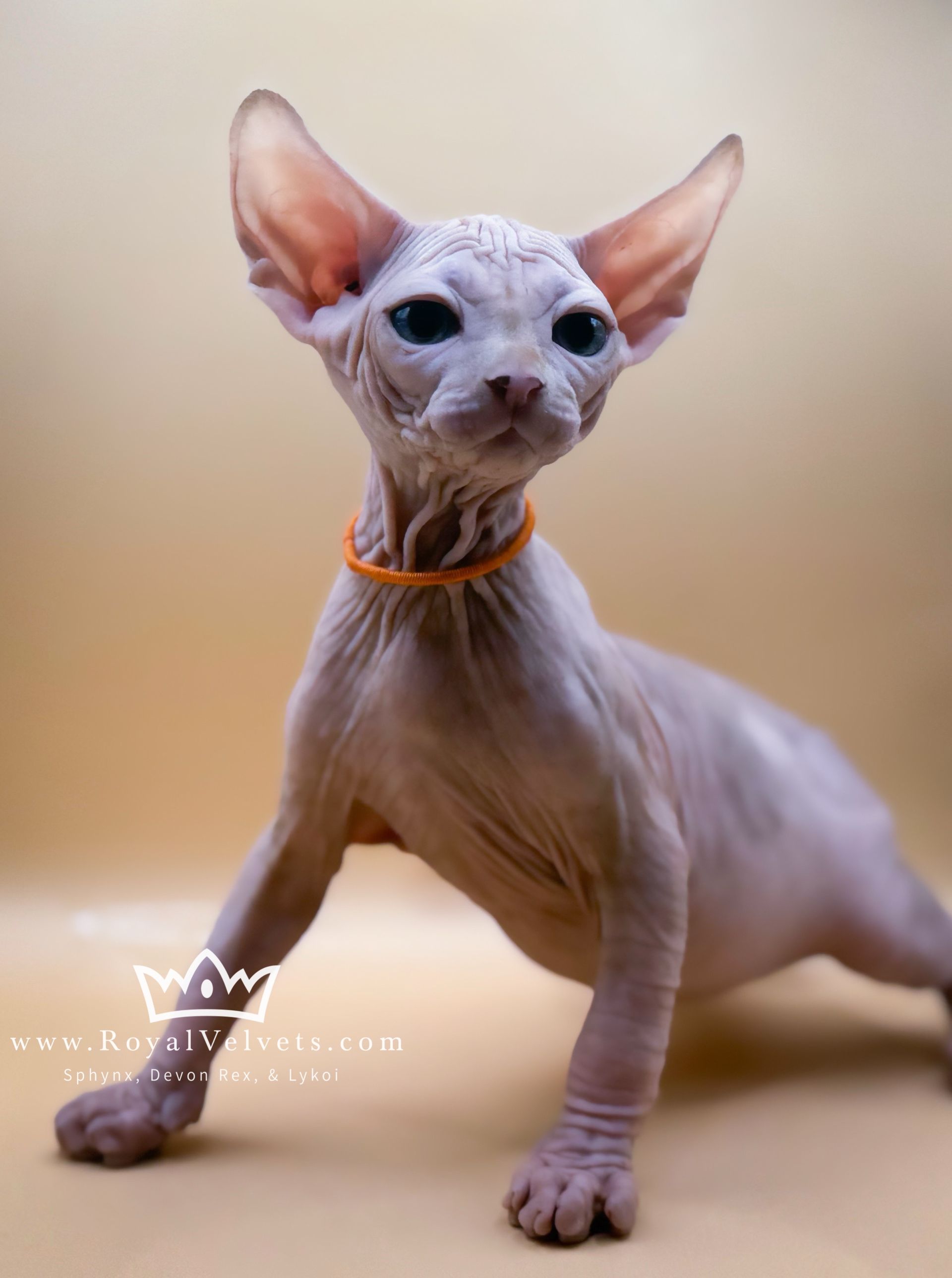 A hairless kitten wearing an orange collar is looking at the camera