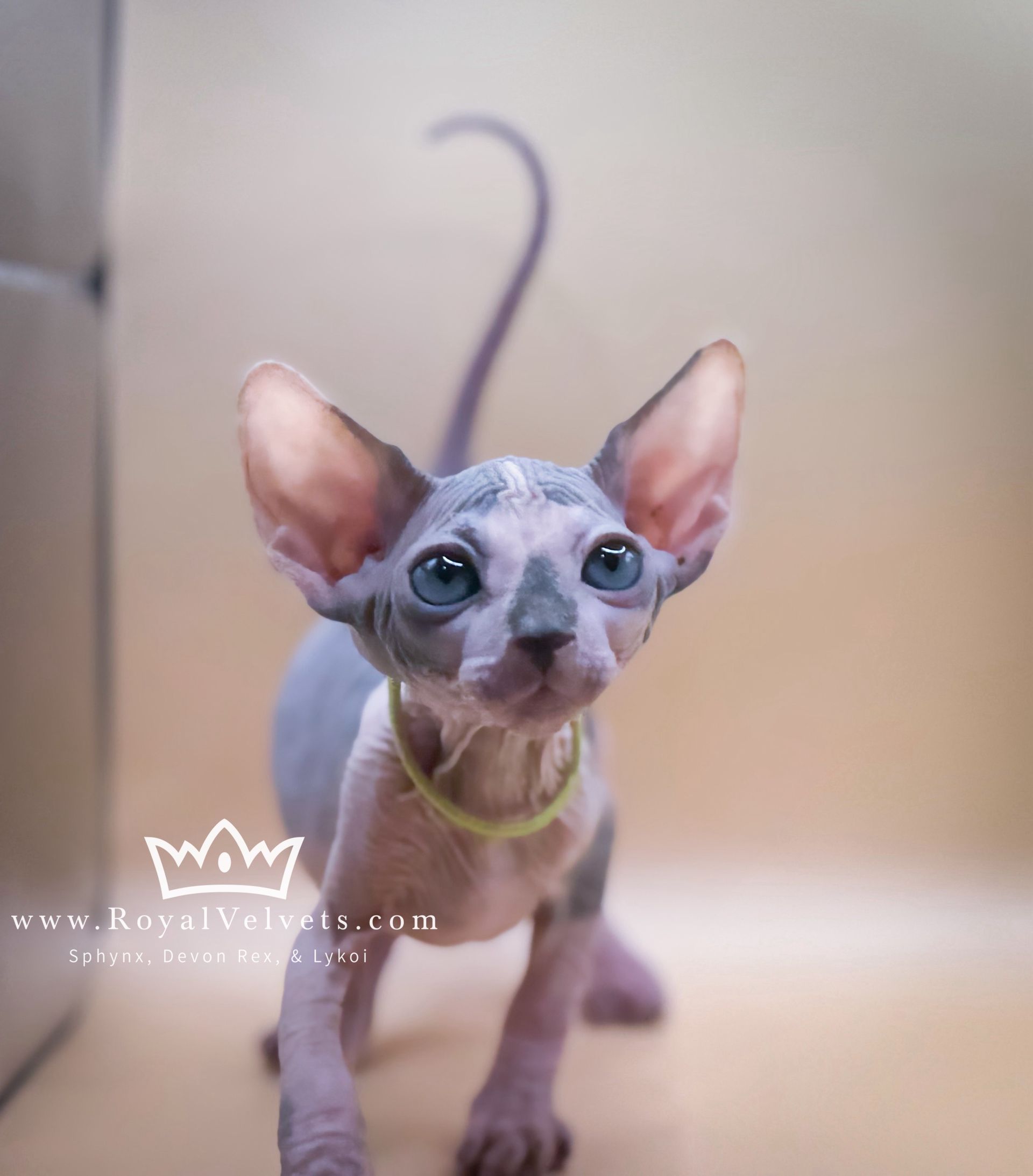 A hairless kitten wearing a yellow collar is standing in front of a wall that says wow on it