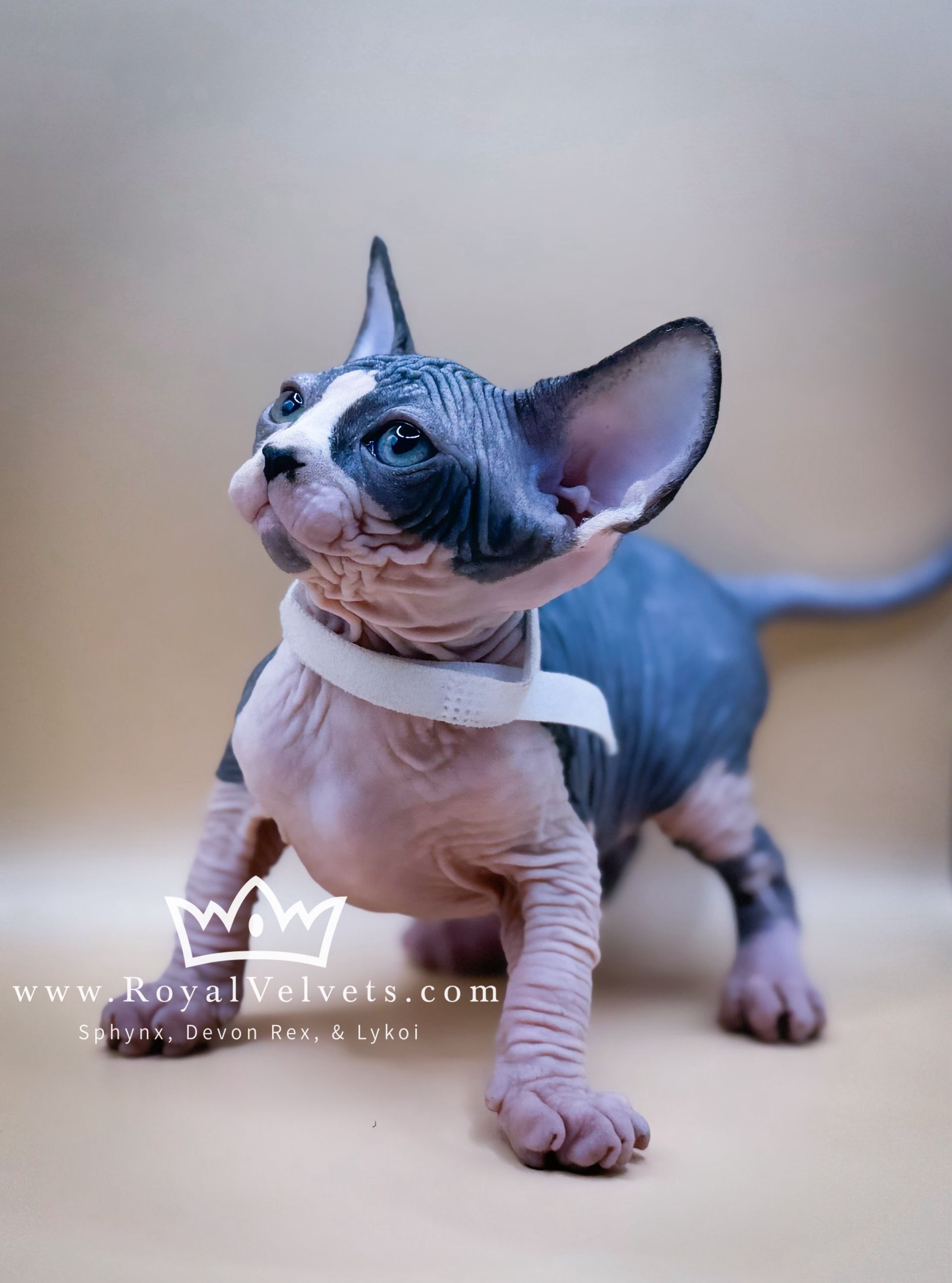 A hairless kitten wearing a white collar with a crown on it