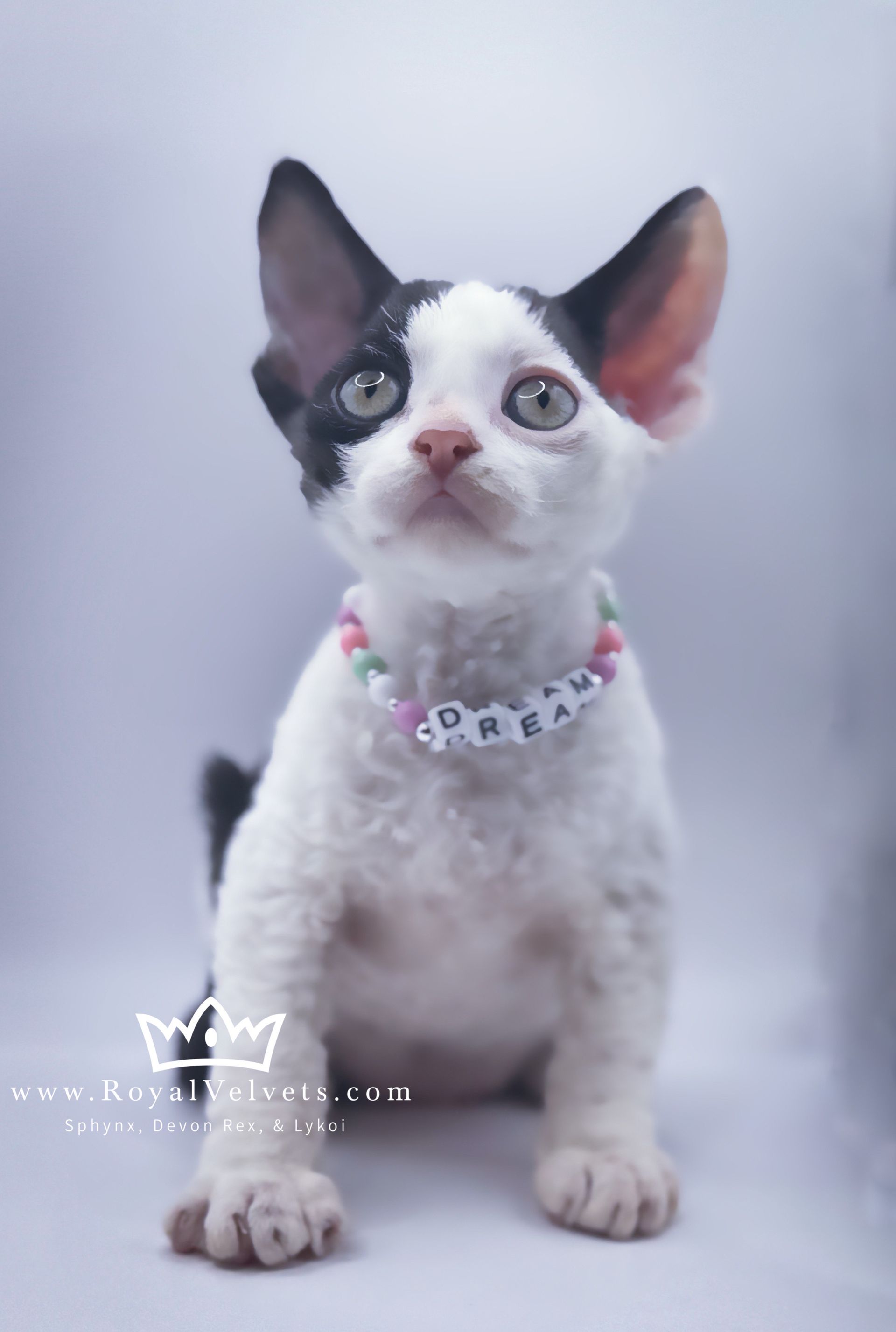 A black and white cat wearing a pink necklace