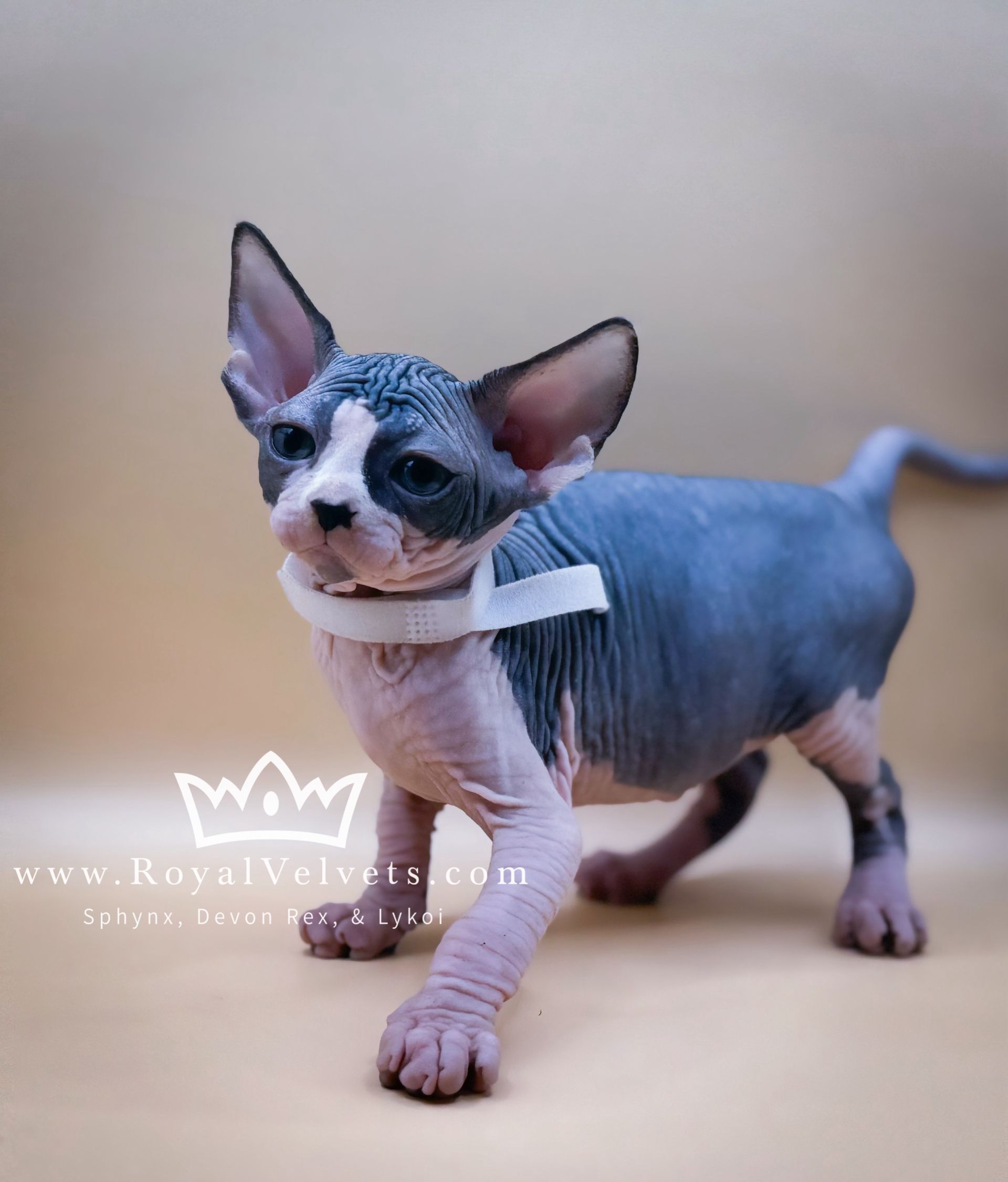 A hairless kitten with a white bow around its neck