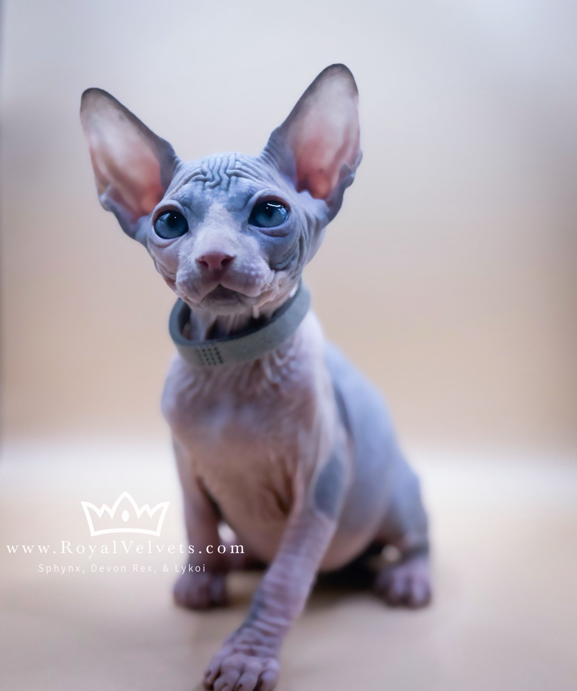 A hairless cat wearing a blue collar is looking at the camera