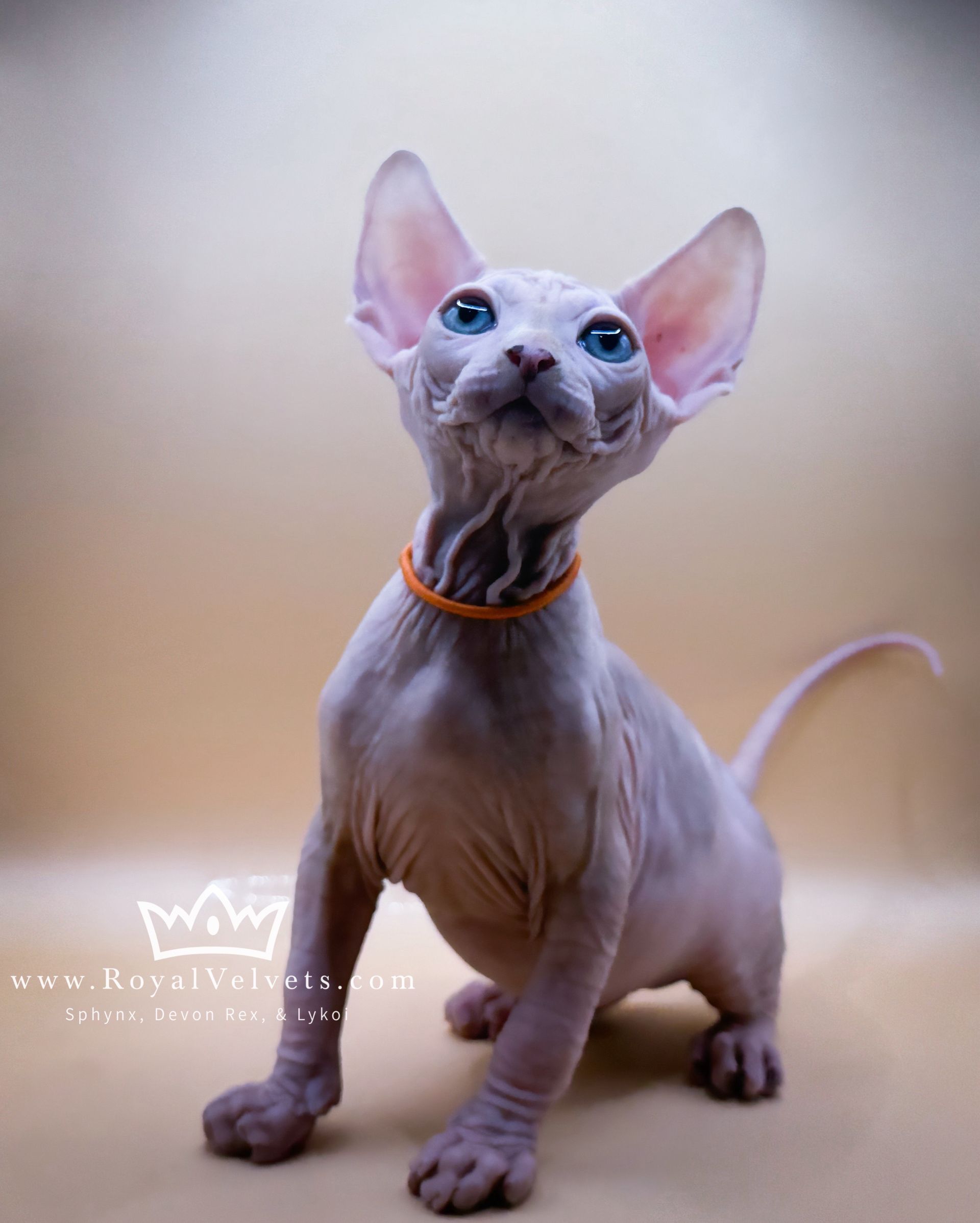 A hairless kitten with blue eyes is wearing an orange collar