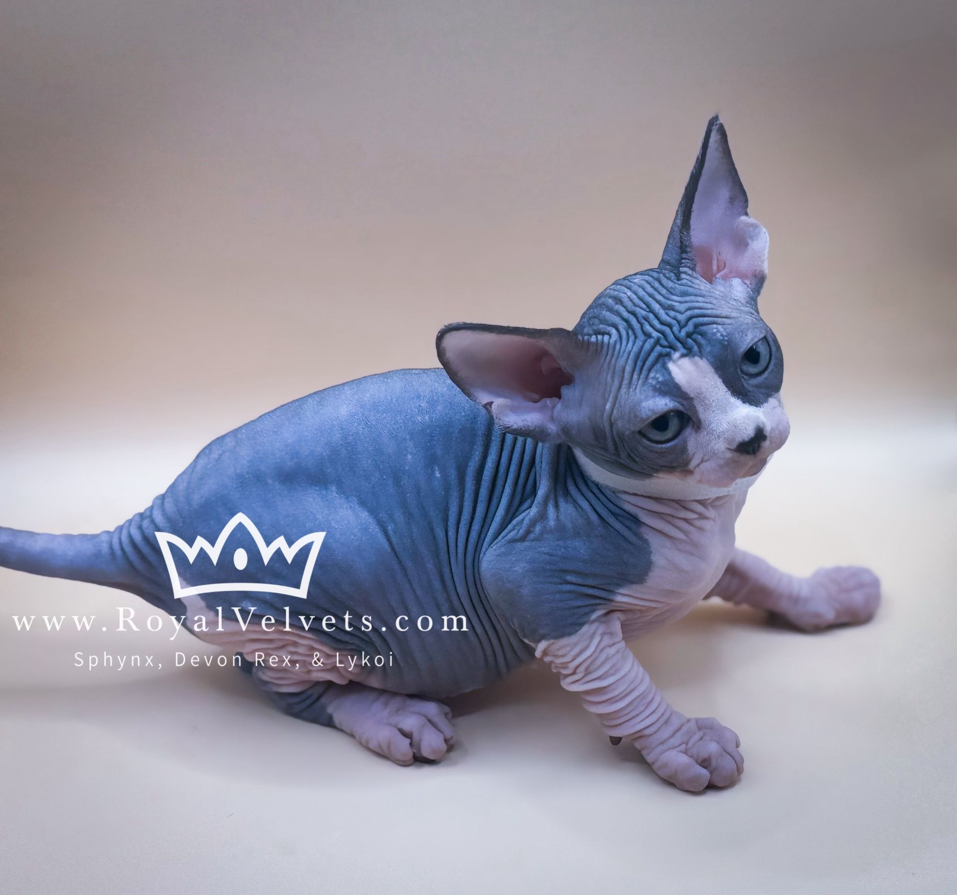 A hairless kitten with a crown on its head