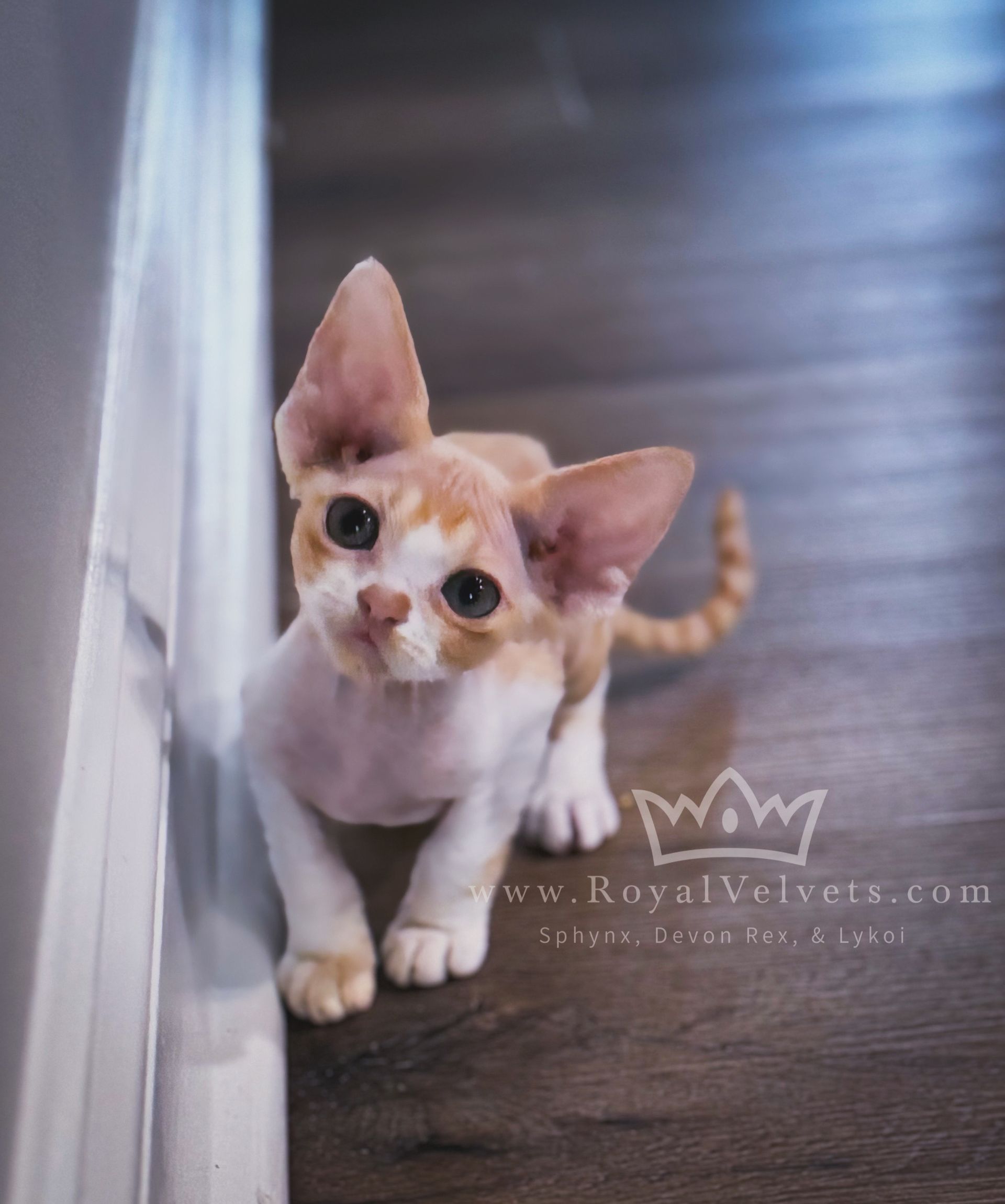 A kitten is standing next to a wall and looking at the camera.
