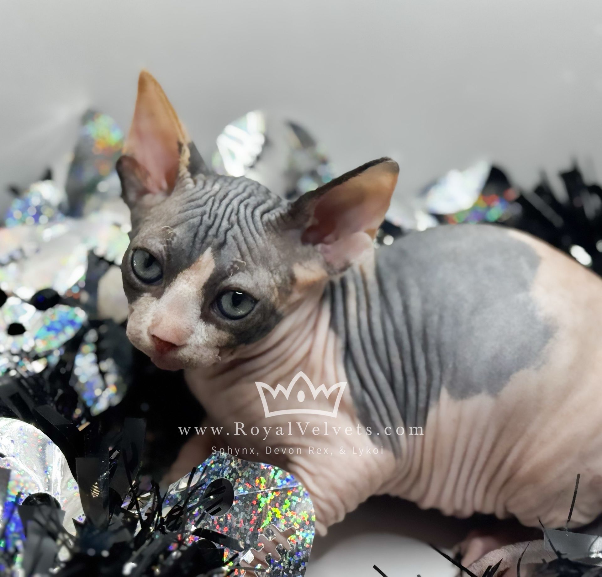 E5 White Unique Charm β Black Tortie Girl #2