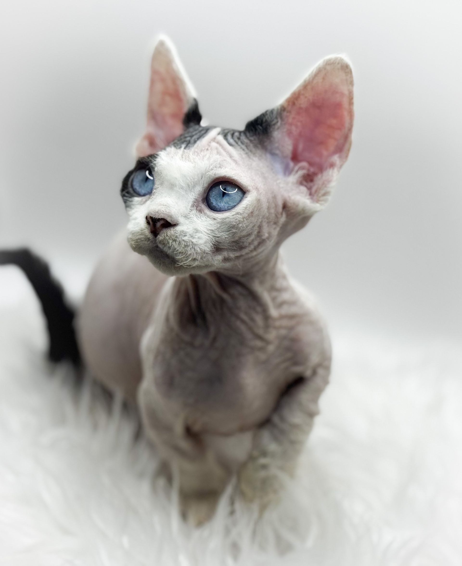 ? Striking Contrast β Blue-Eyed Black & White Minskin - Z4 - Red