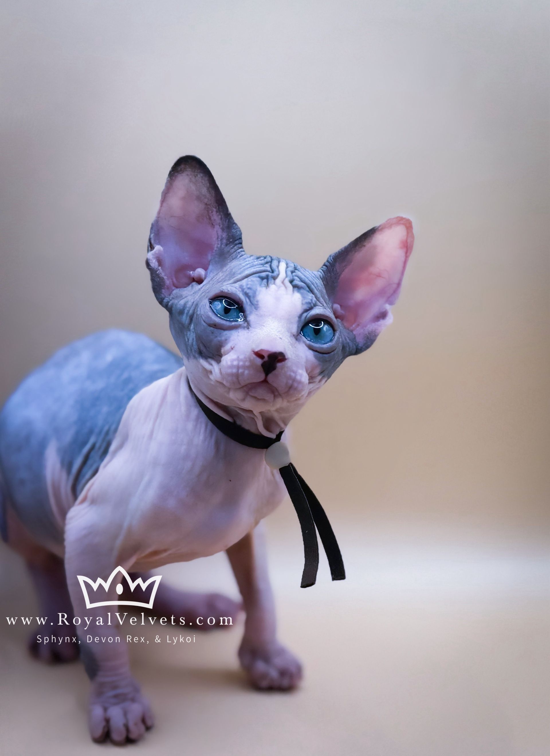 A hairless cat with blue eyes is wearing a black collar.