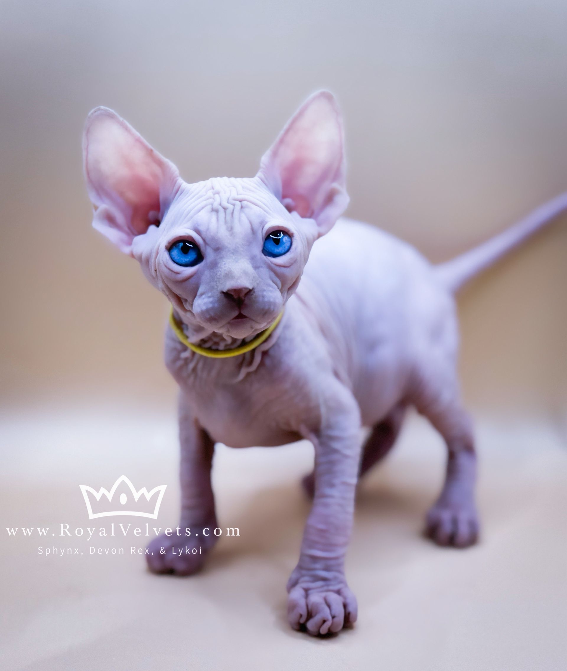 A hairless kitten with blue eyes and a yellow collar