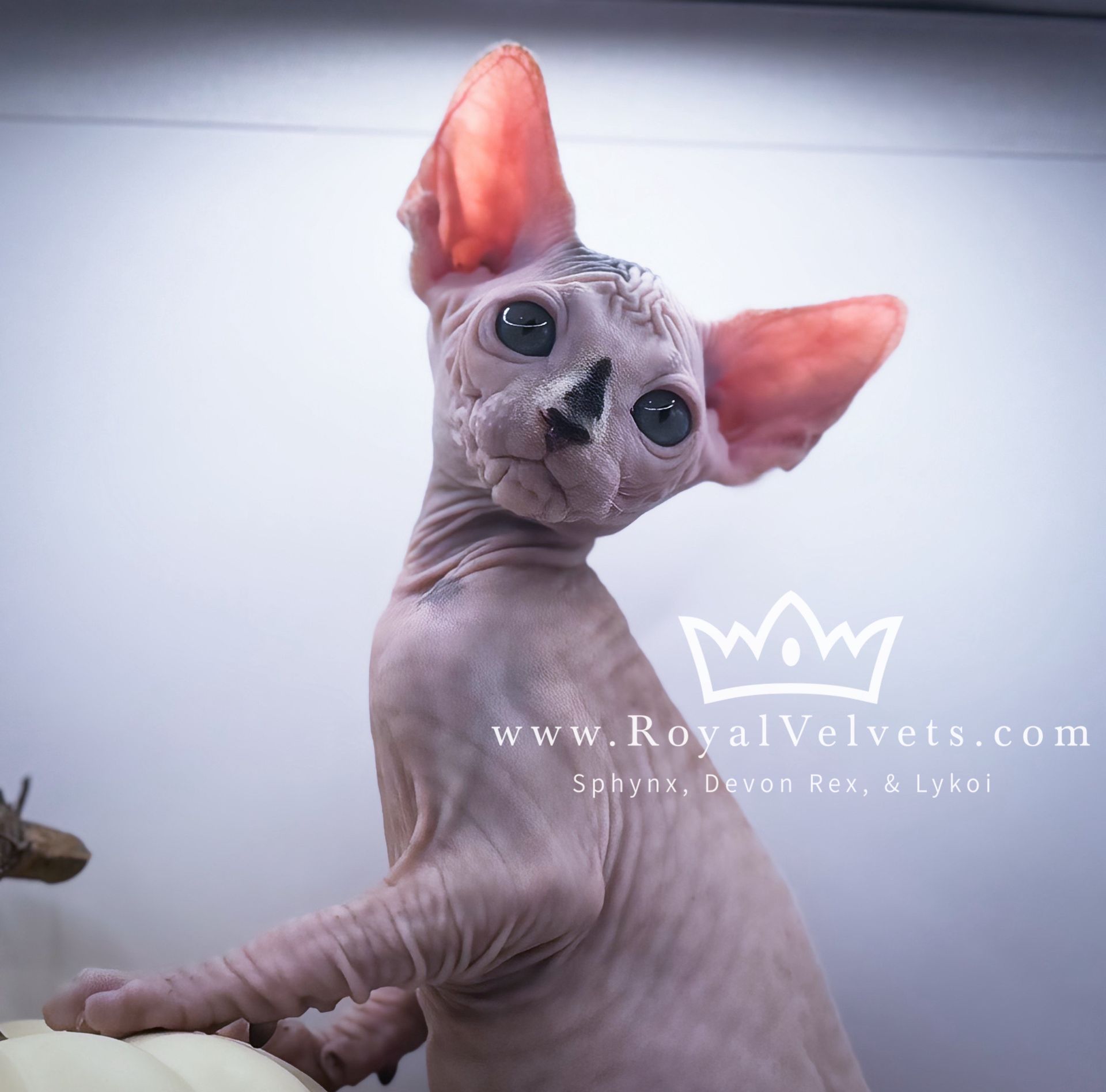 A hairless cat with a crown on its head is from www.royalvelvets.com