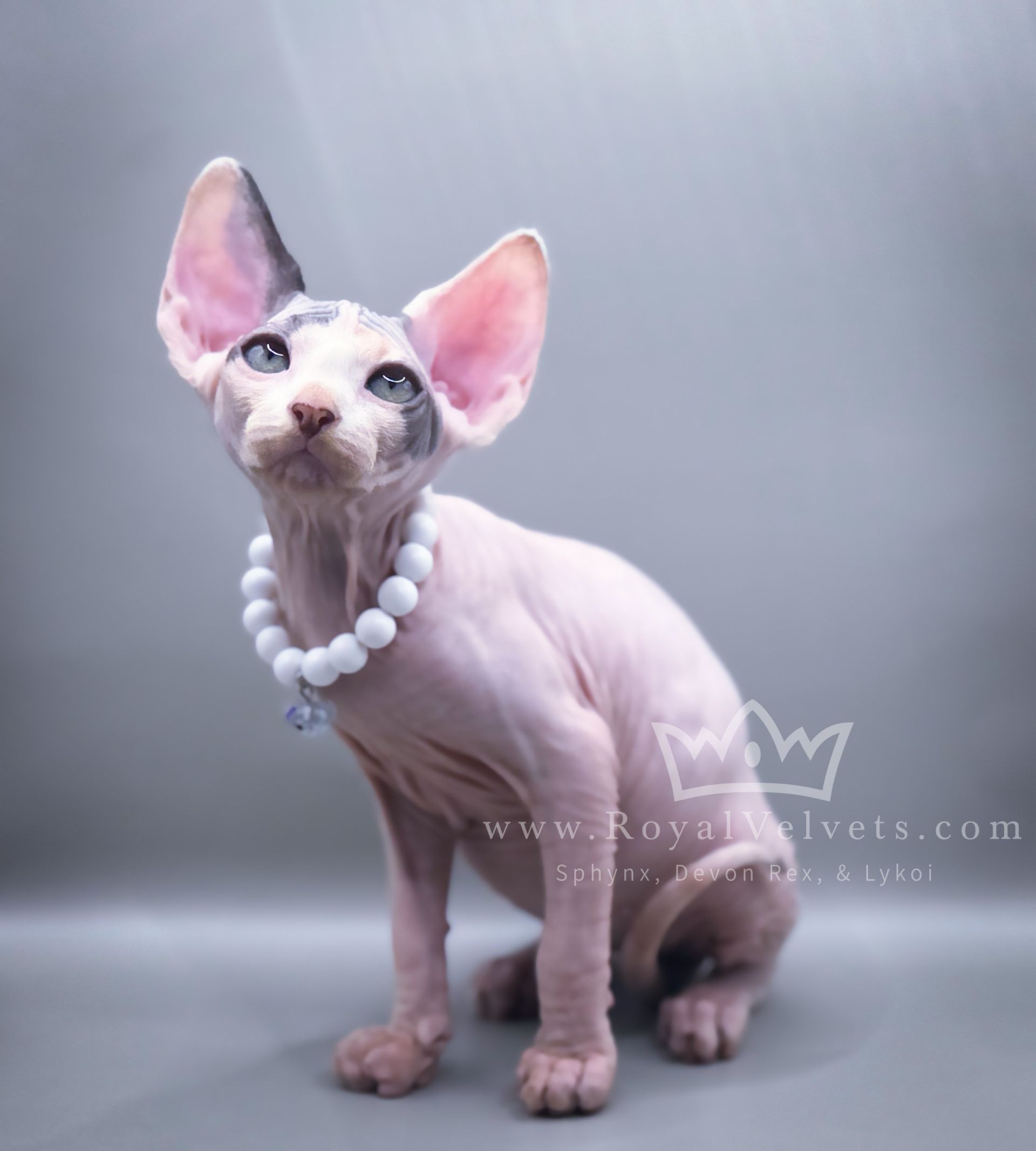 A hairless cat wearing a white pearl necklace