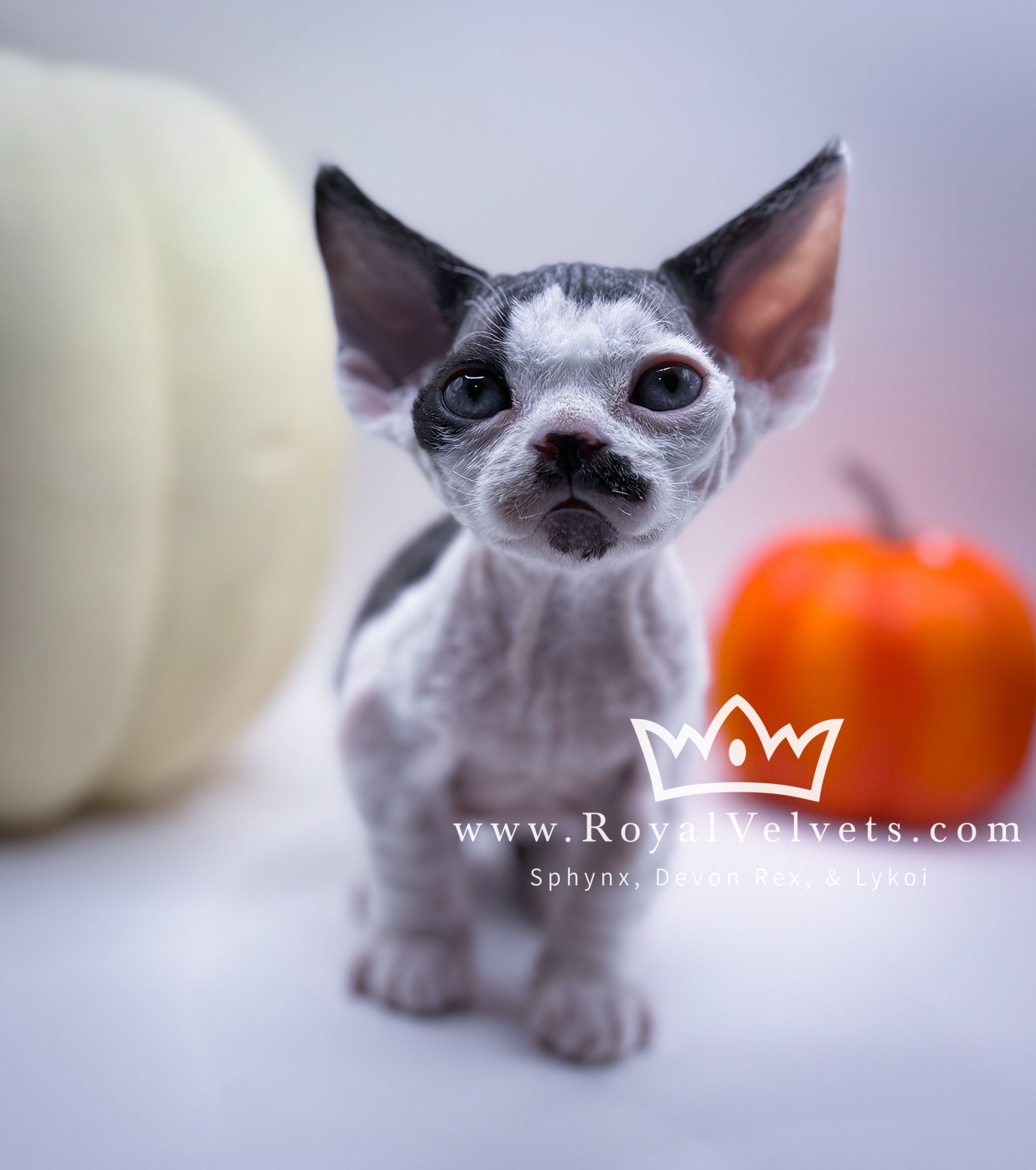 A black and white kitten with a crown on its head