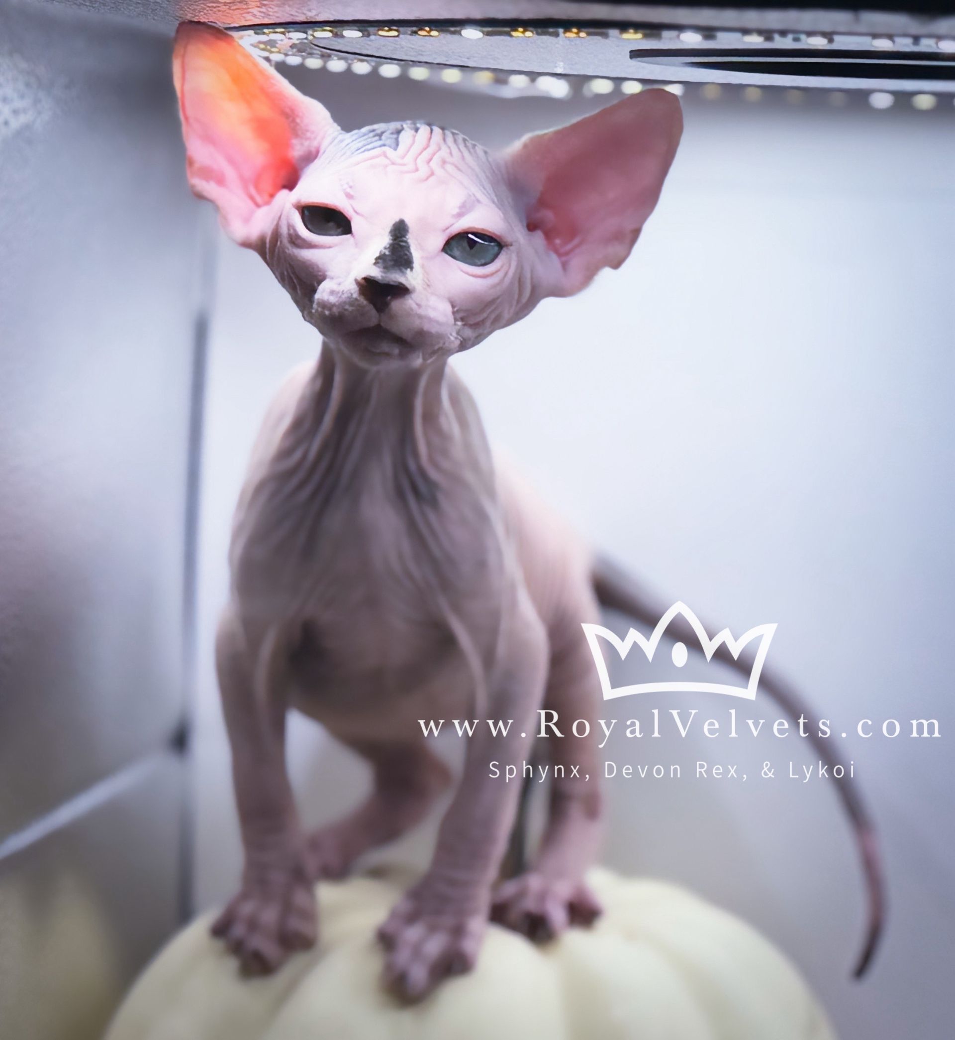 A hairless cat is sitting on a pumpkin with the website www.royalvelvets.com in the corner