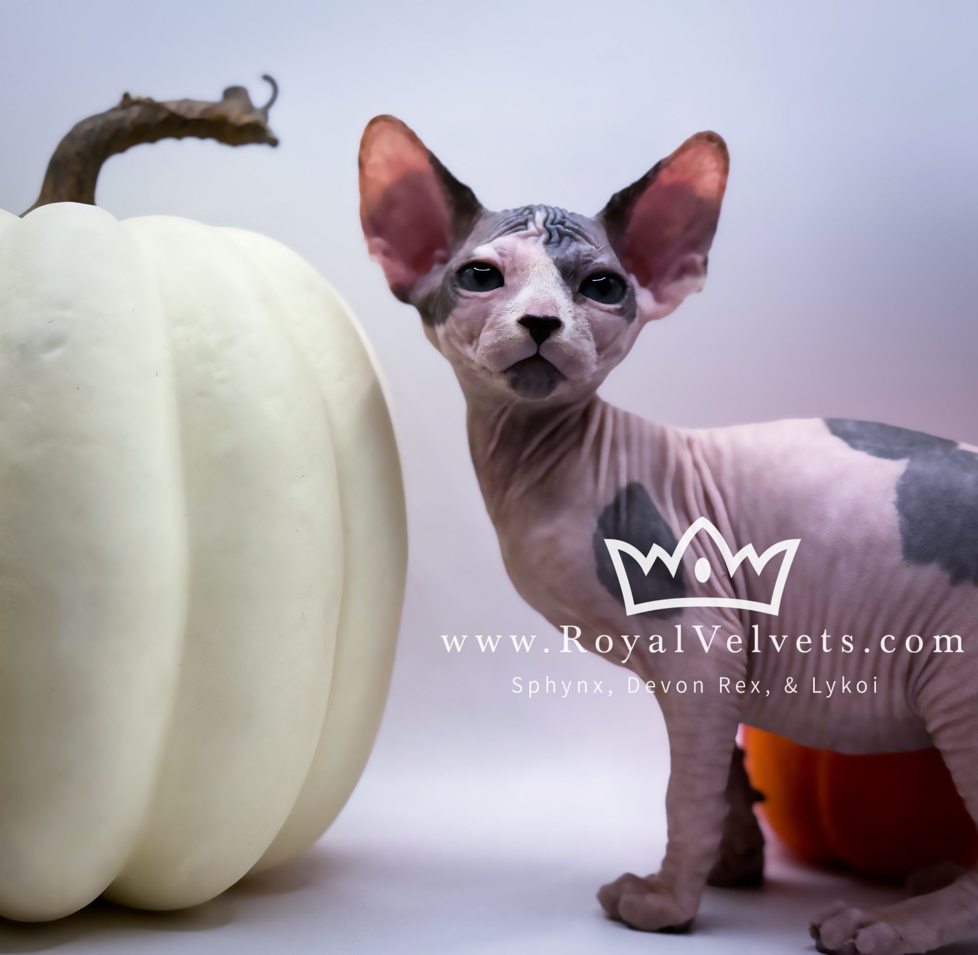 A hairless cat is standing next to a white pumpkin from royalvelvets.com