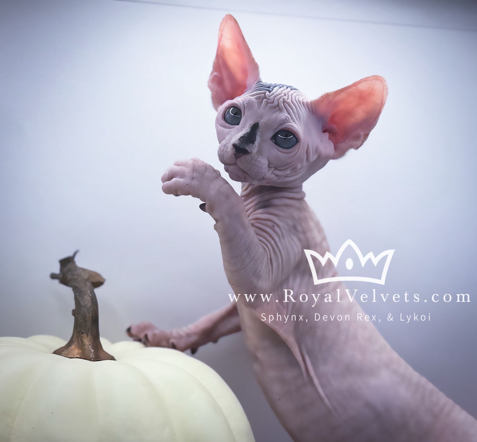 A hairless cat is standing on its hind legs next to a white pumpkin