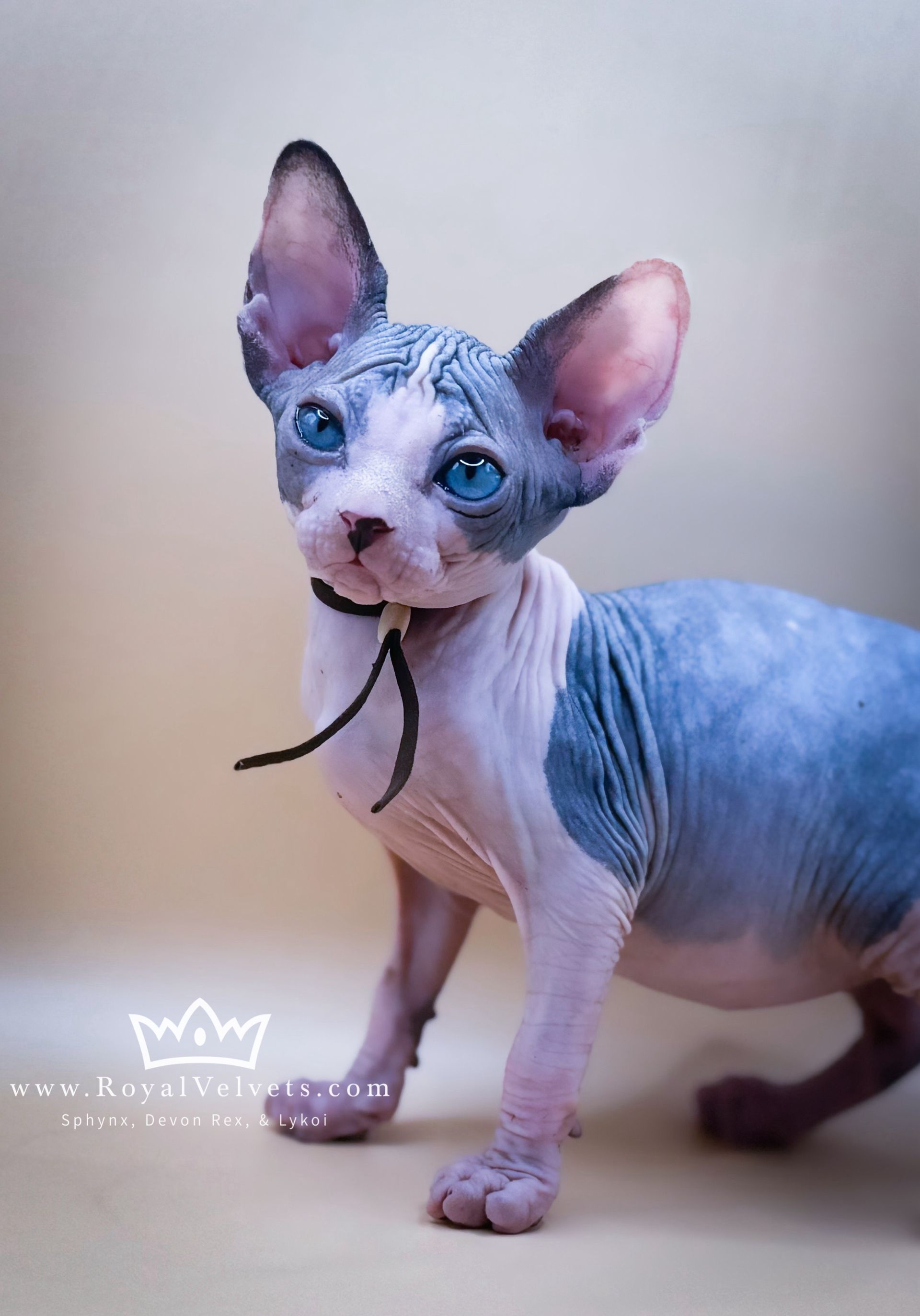 A hairless cat with blue eyes and a crown on its head