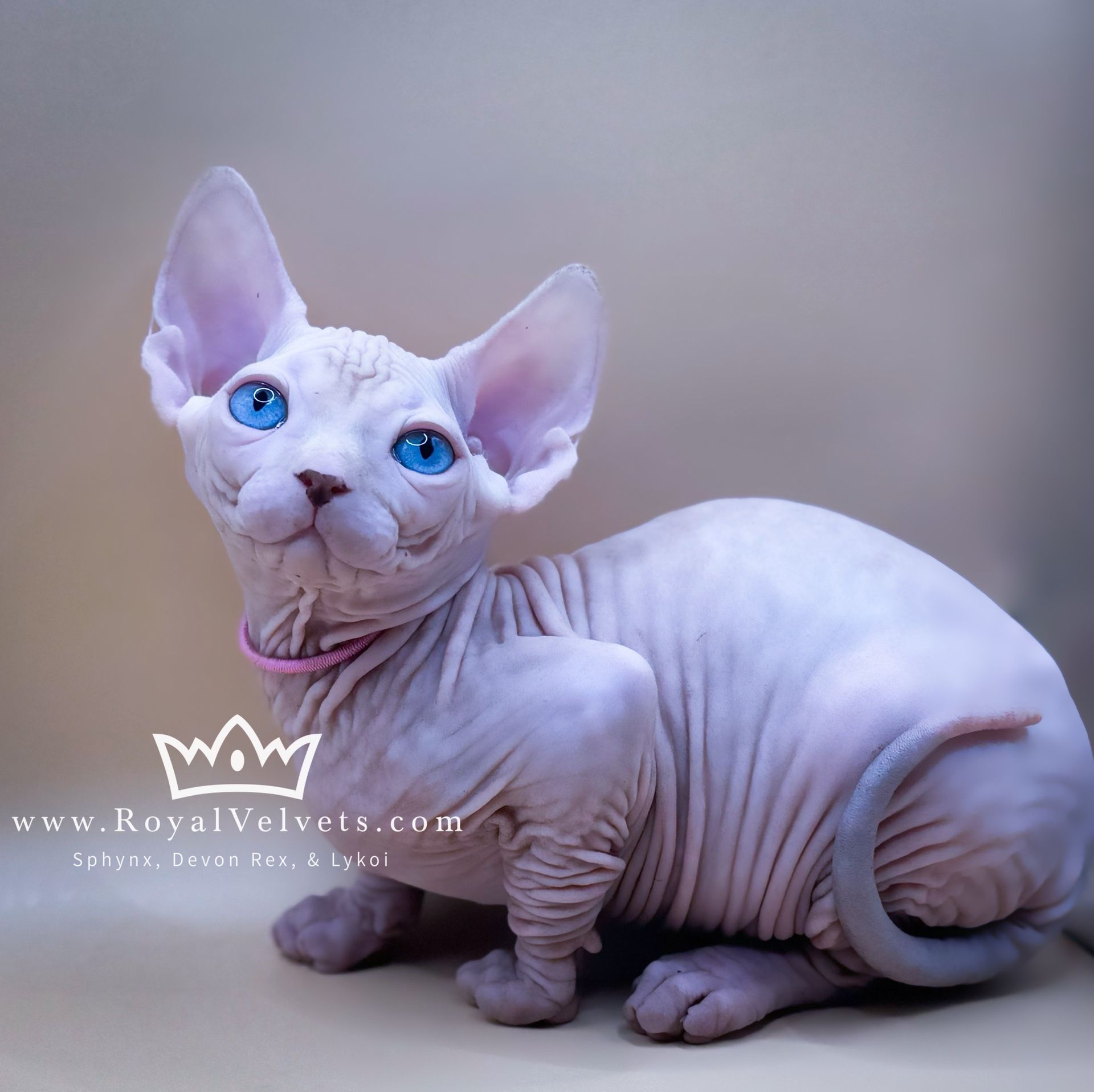 A hairless cat with blue eyes is sitting on a table