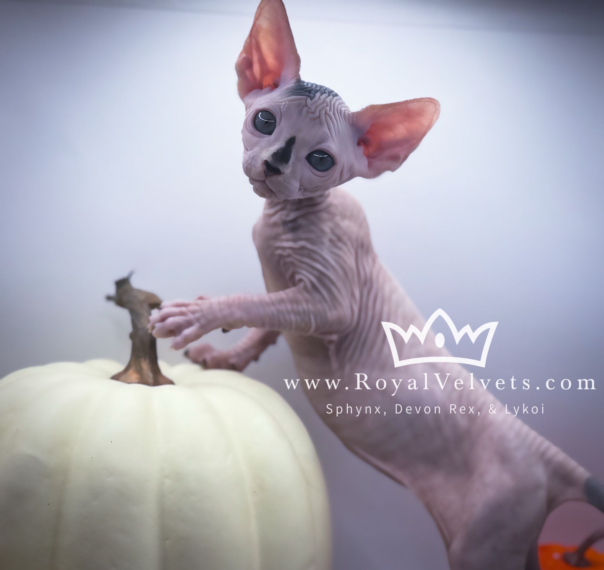 A hairless kitten is standing on its hind legs next to a white pumpkin from www.royalvelvets.com