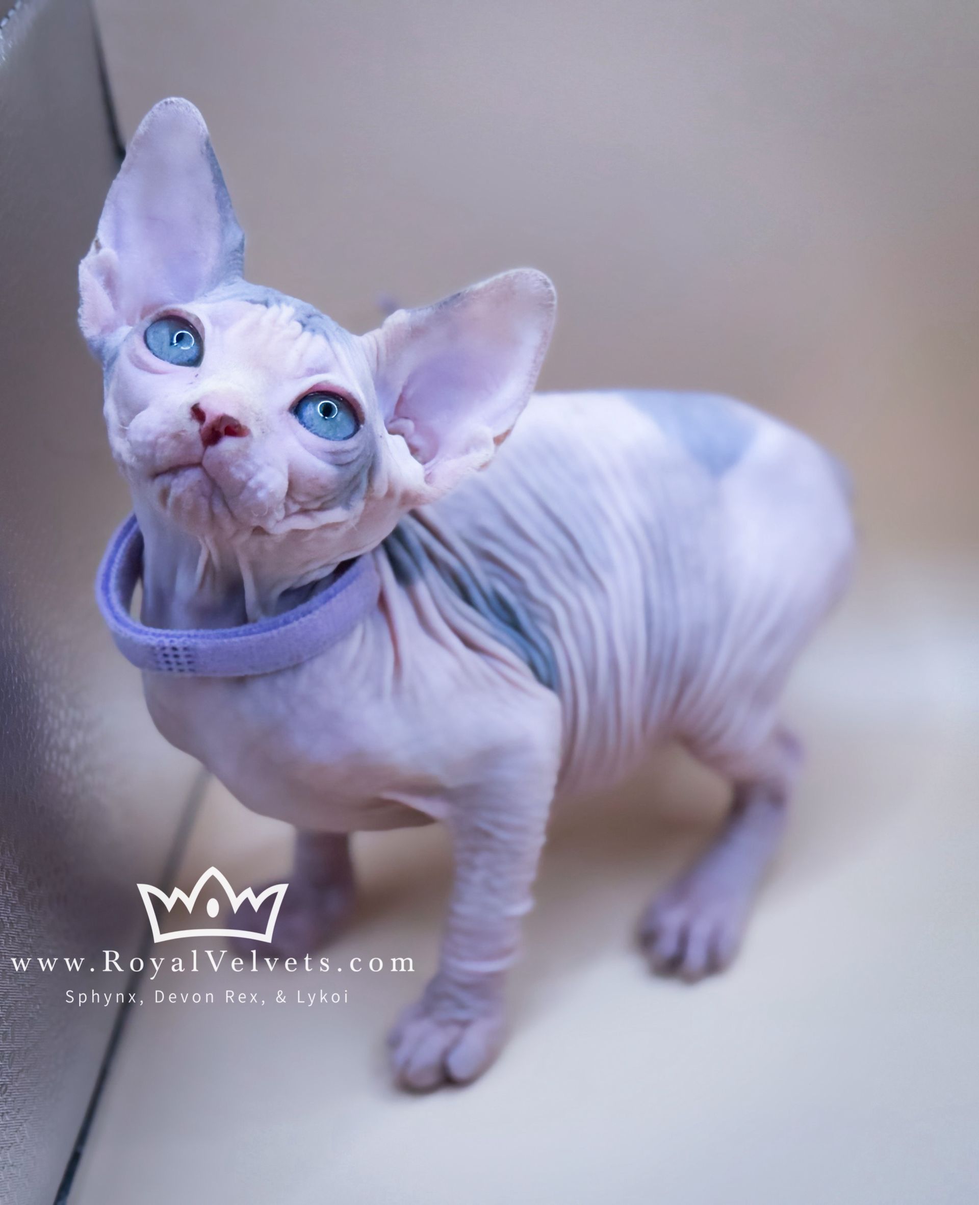 A hairless cat with blue eyes is wearing a purple collar