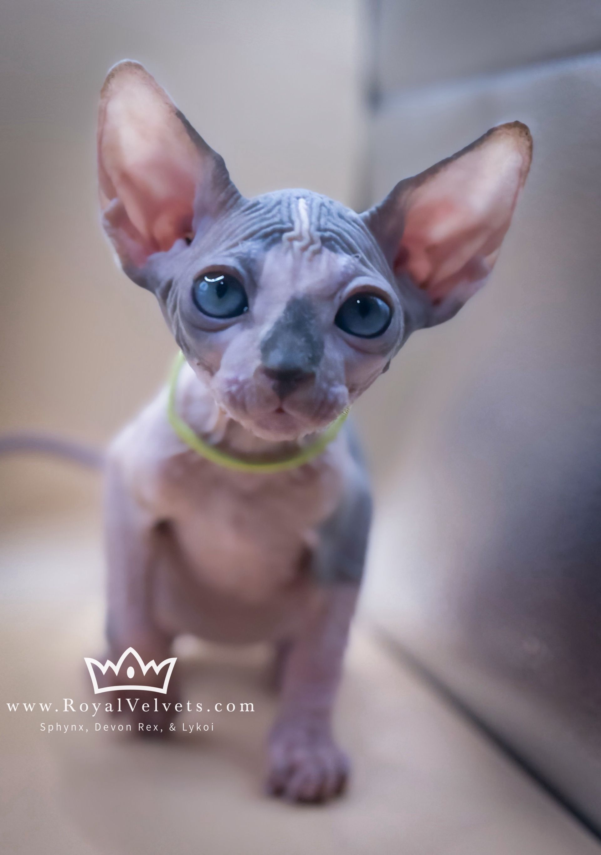 A hairless cat with blue eyes is wearing a green collar