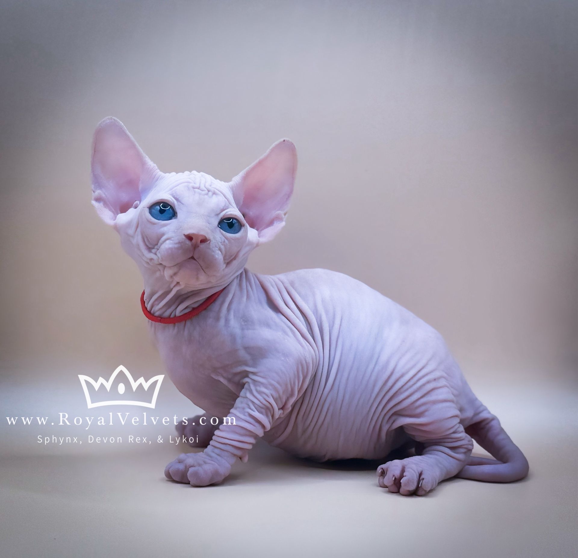 A hairless kitten wearing a red collar from royalvelvets.com
