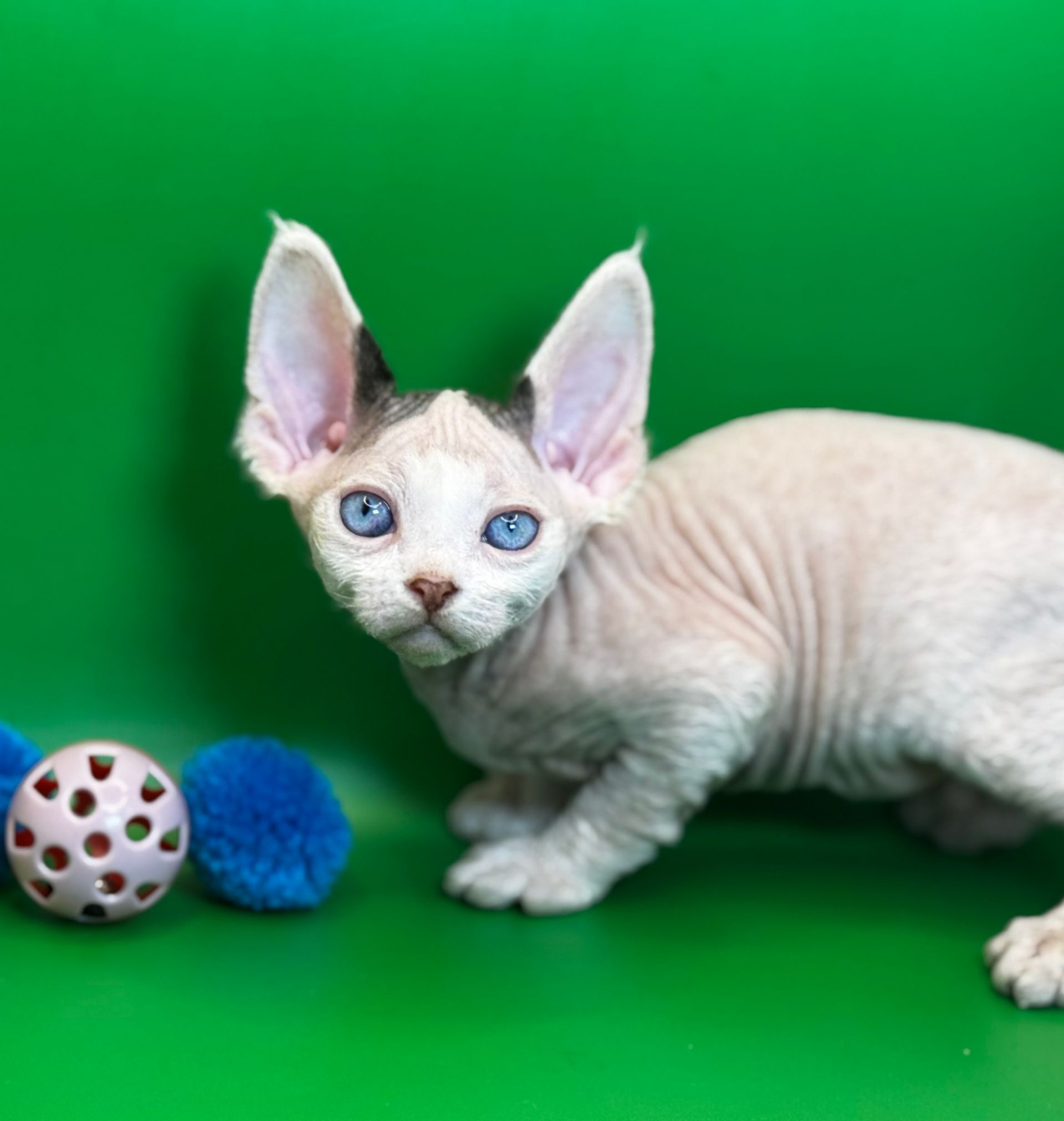 H5 - Blue - Blue-Eyed Devon Rex Gentleman Looking for His Forever Home