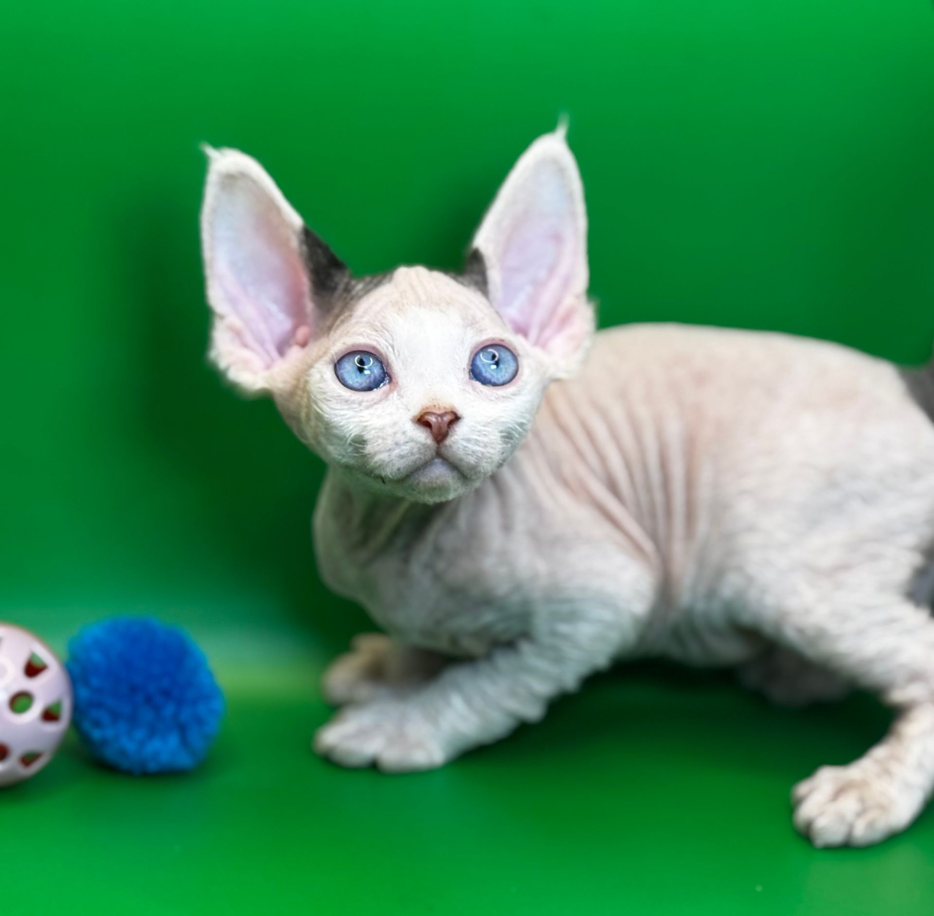H5 - Blue - Blue-Eyed Devon Rex Gentleman Looking for His Forever Home